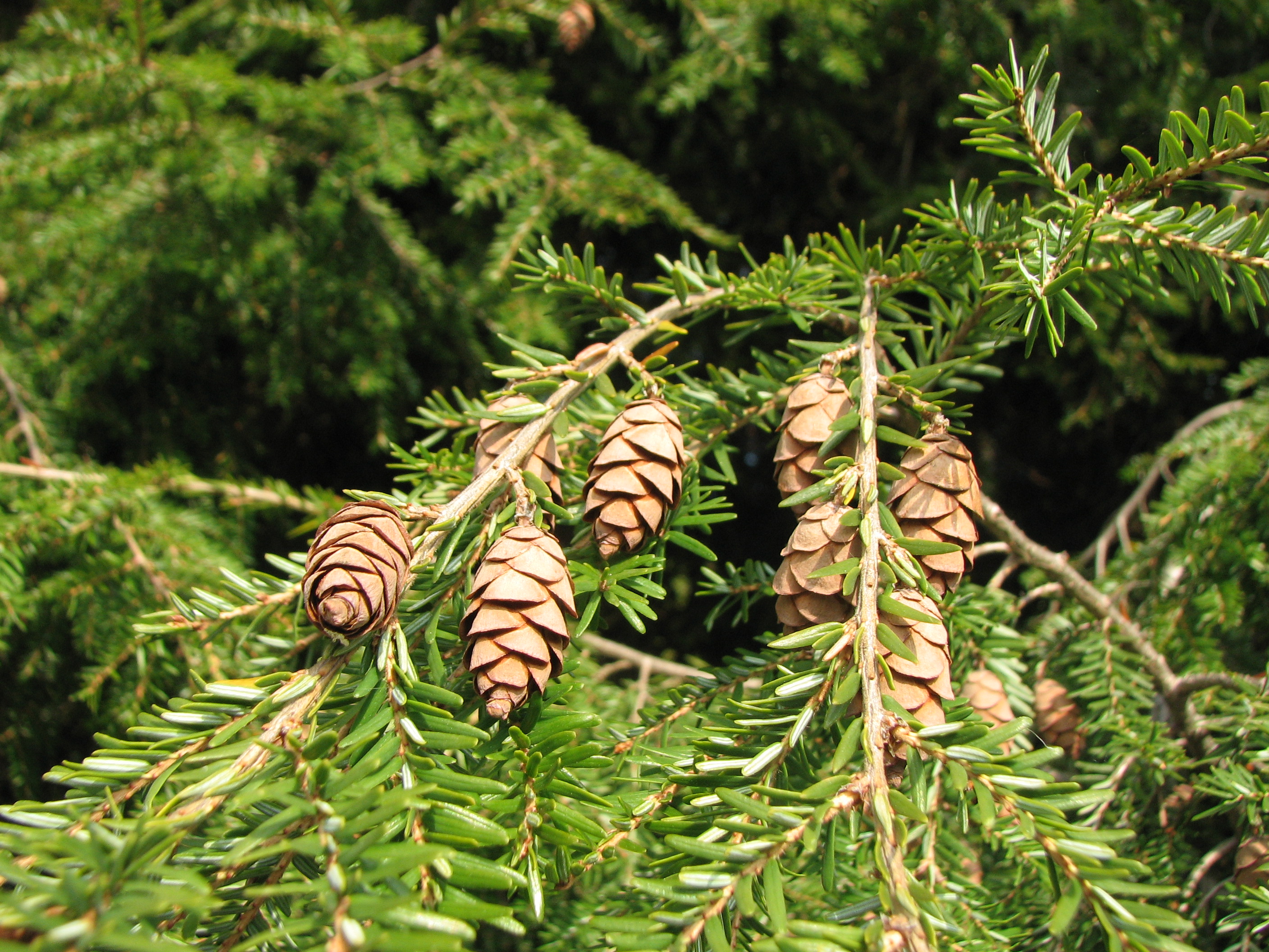 Kanadische Hemlocktanne