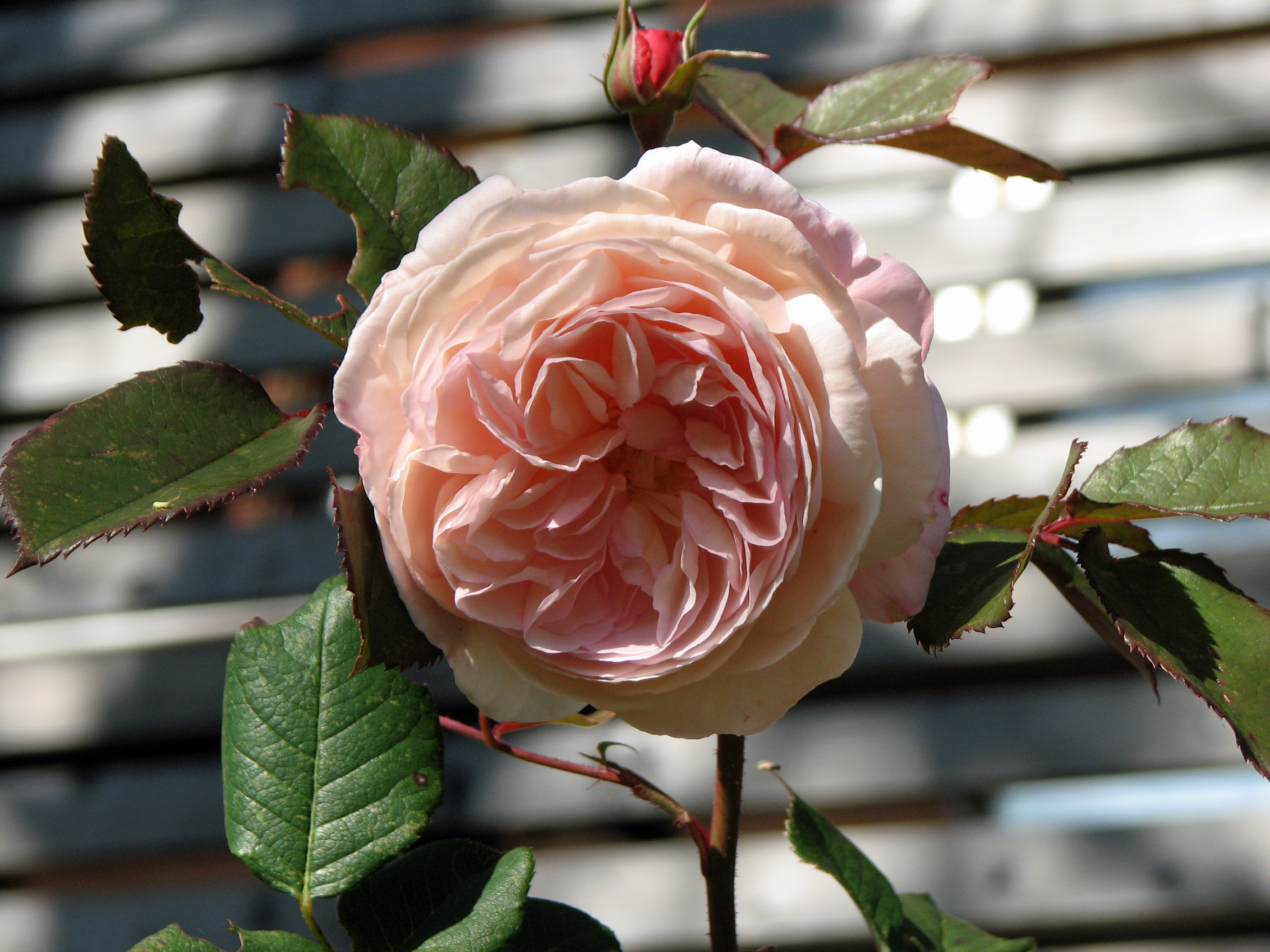Rosen, Kulturrosen