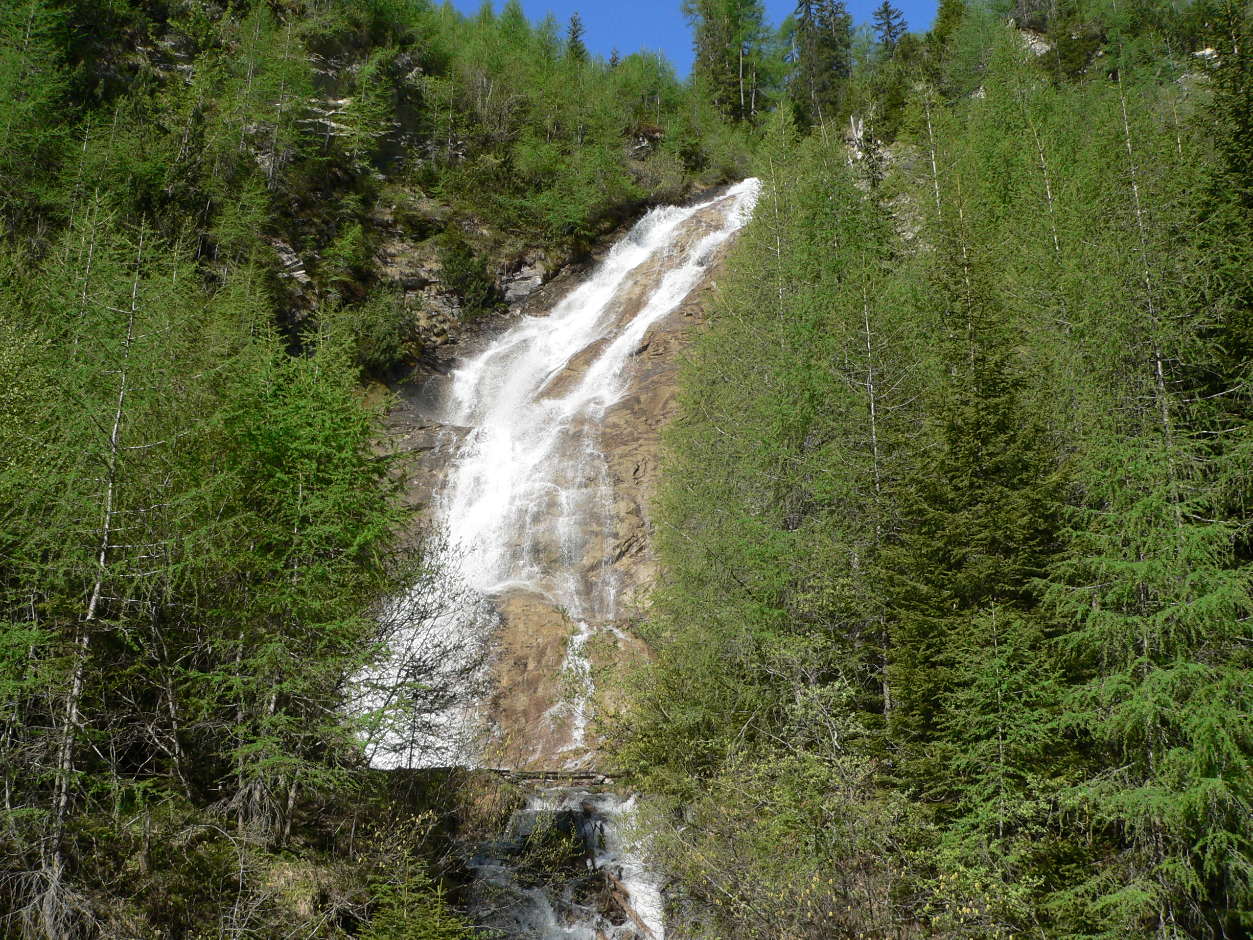 Europäische Lärche