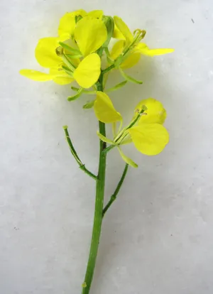 Ackersenf