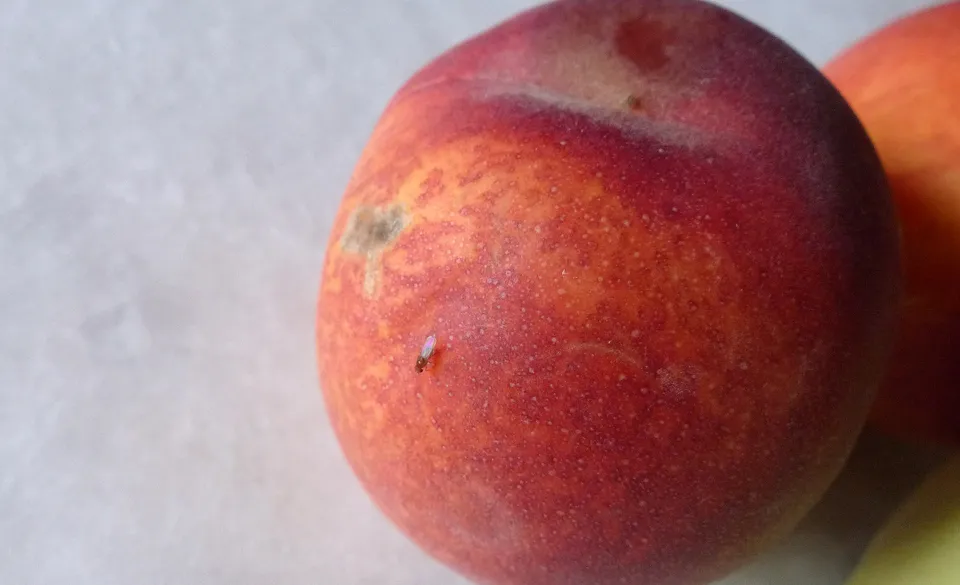 Fruchtfliegen (Obstfliegen) reduzieren