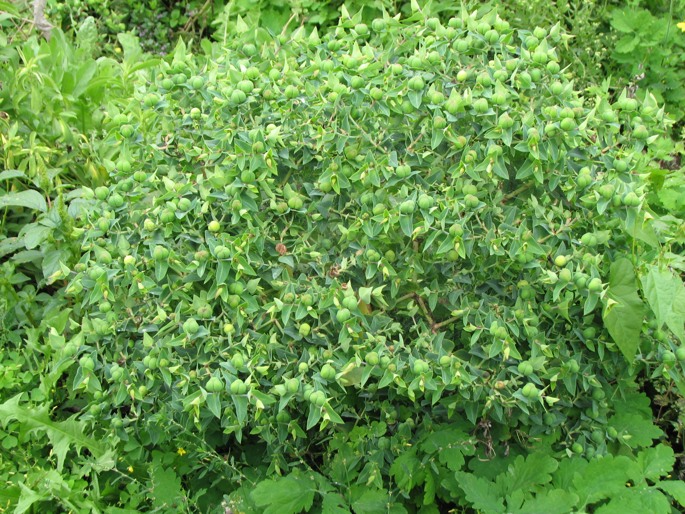 Kreuzblättrige Wolfsmilch