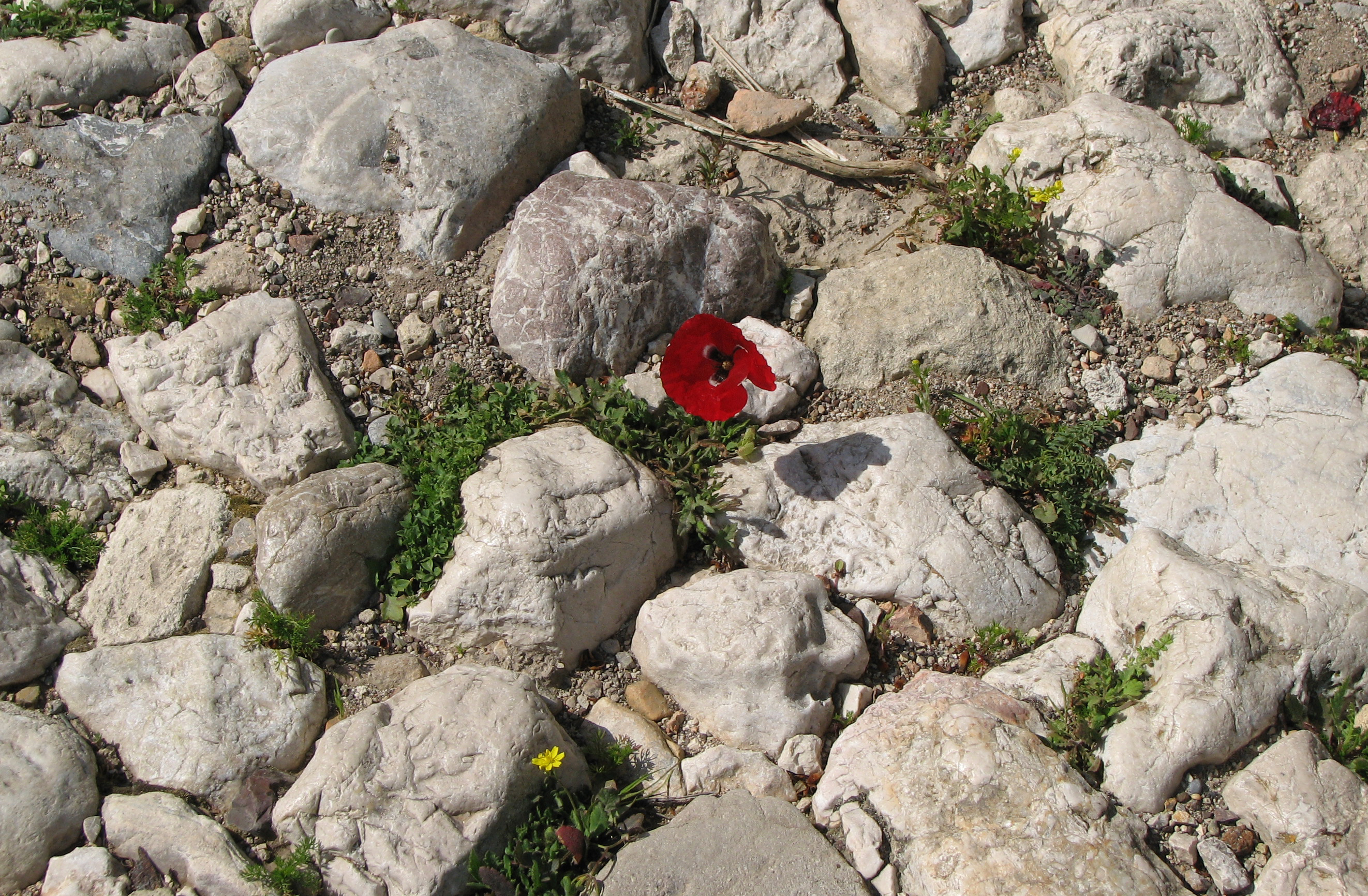 Klatschmohn