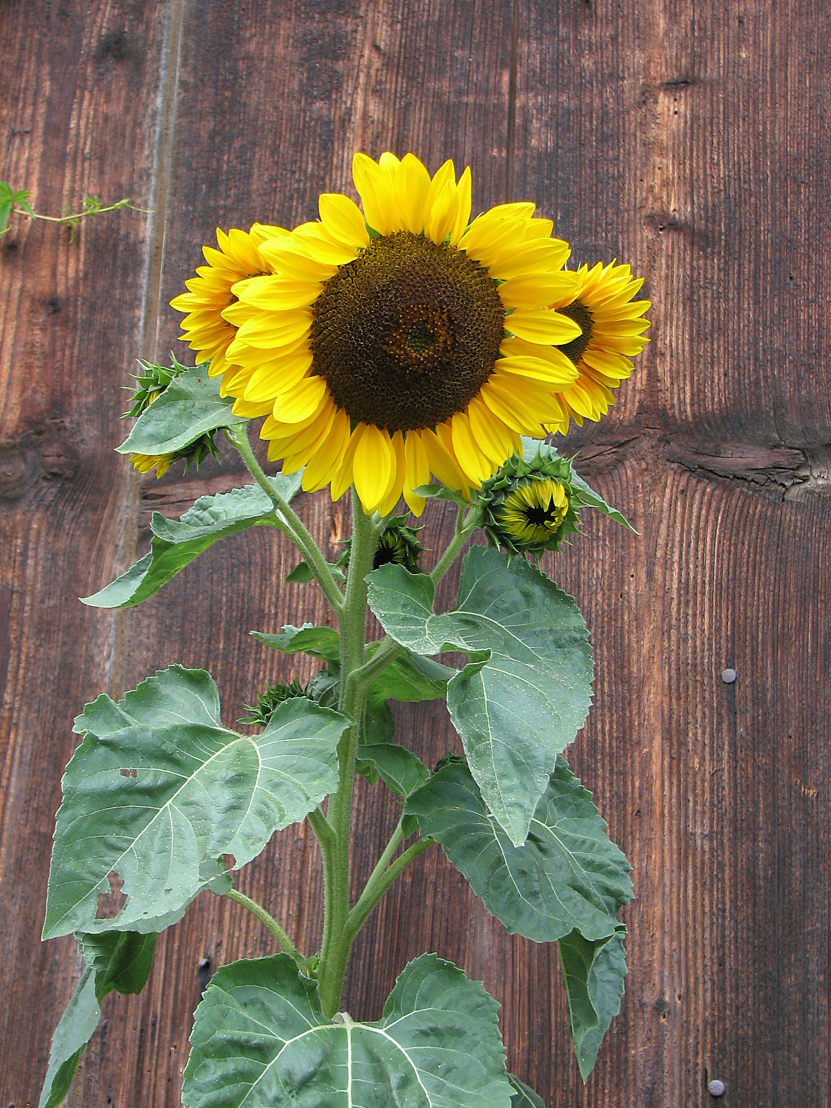 Sonnenblume
