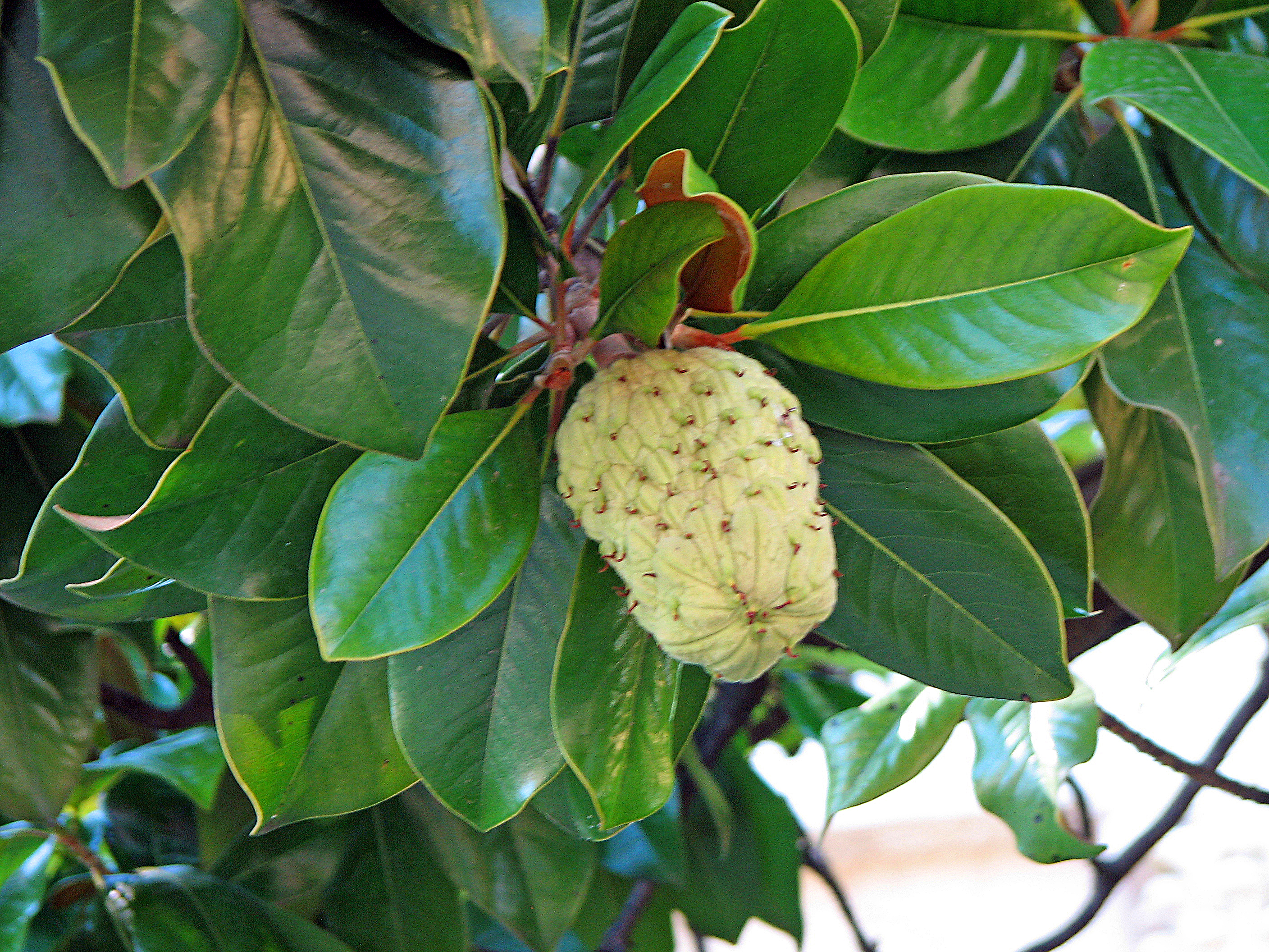 Immergrüne Magnolie