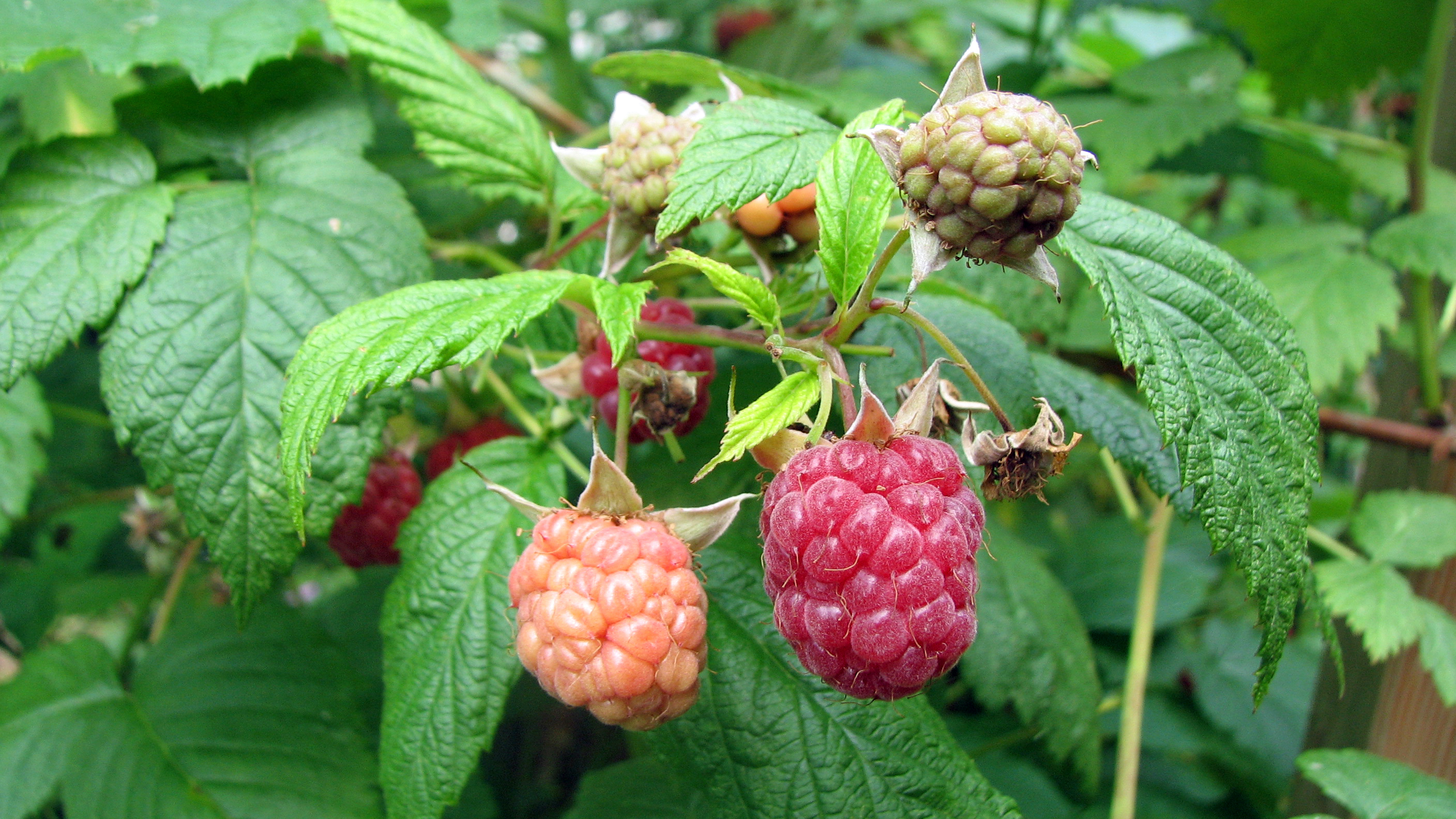 Himbeere