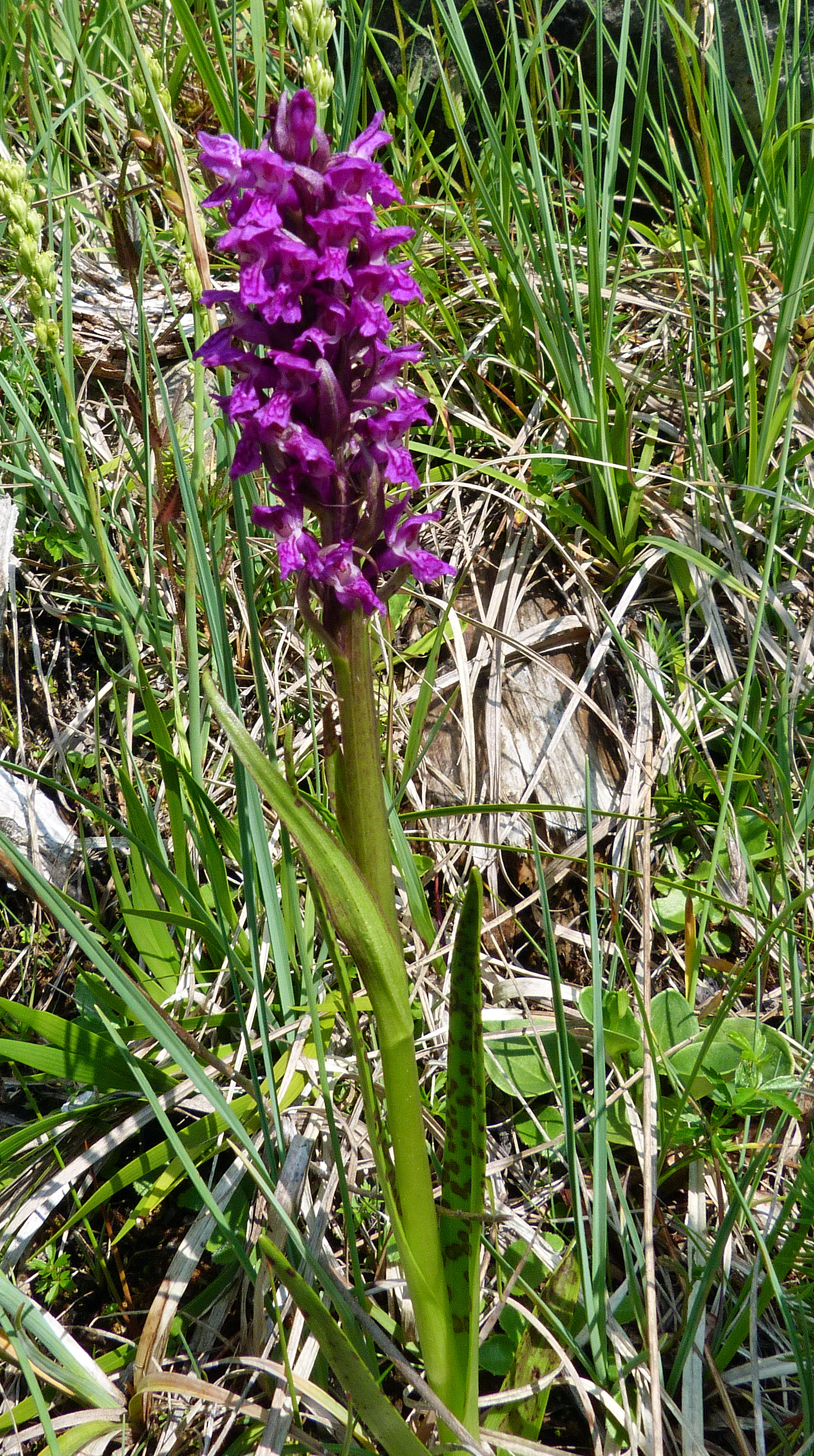 Breitblättrige Fingerwurz