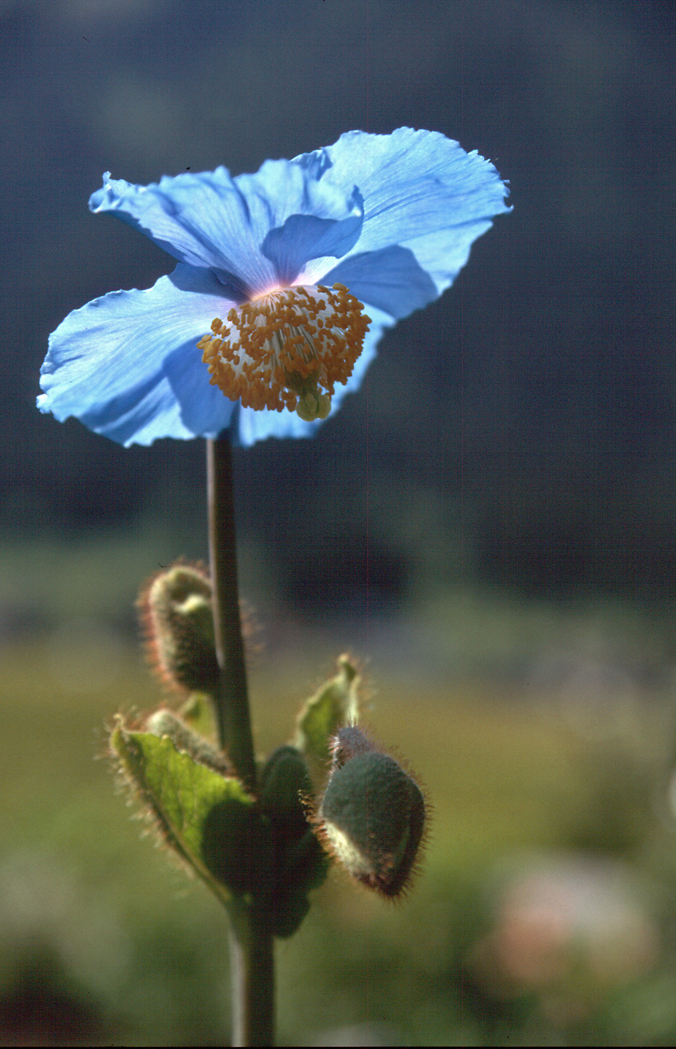 Blauer Mohn