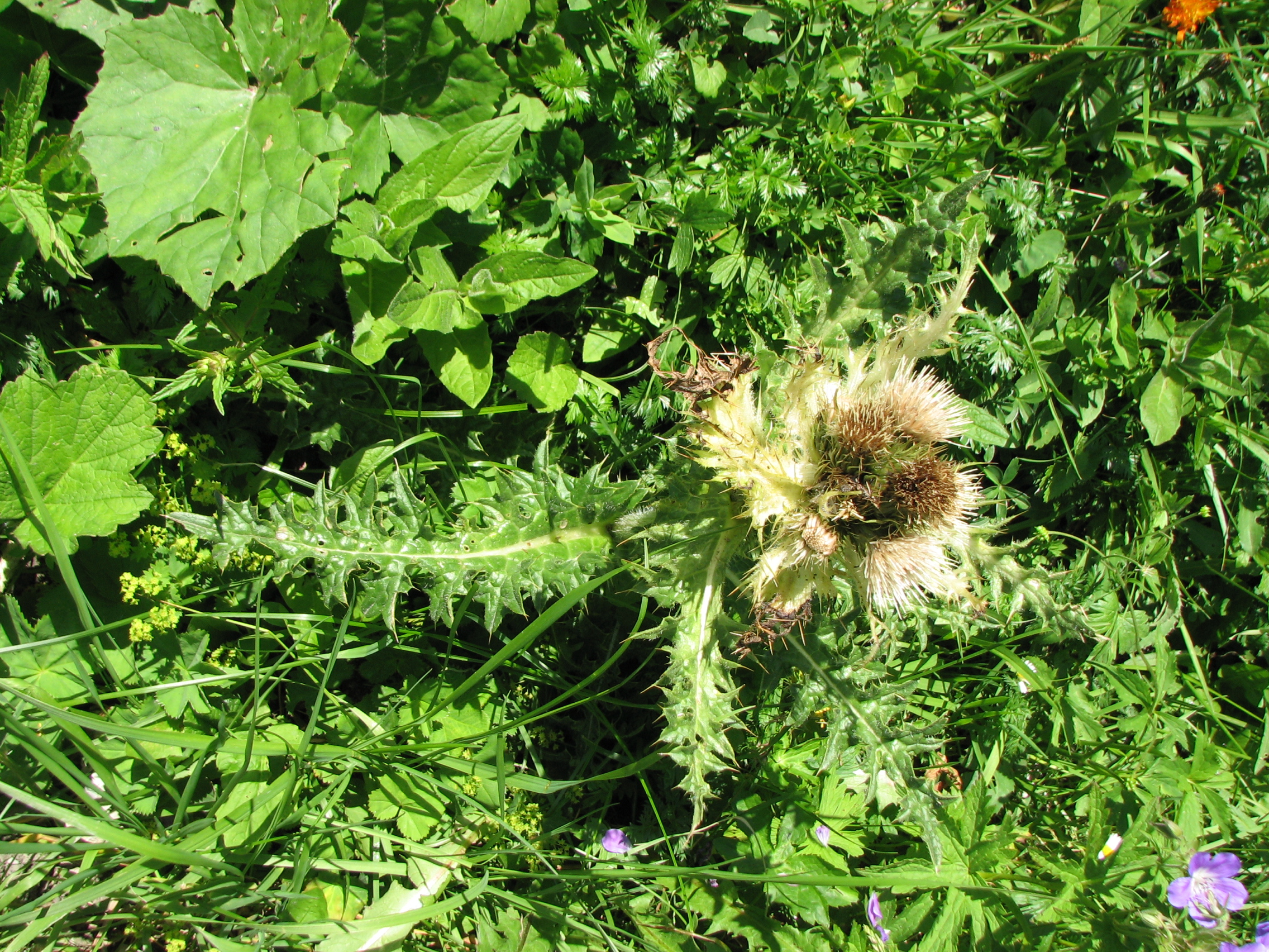 Alpenkratzdistel
