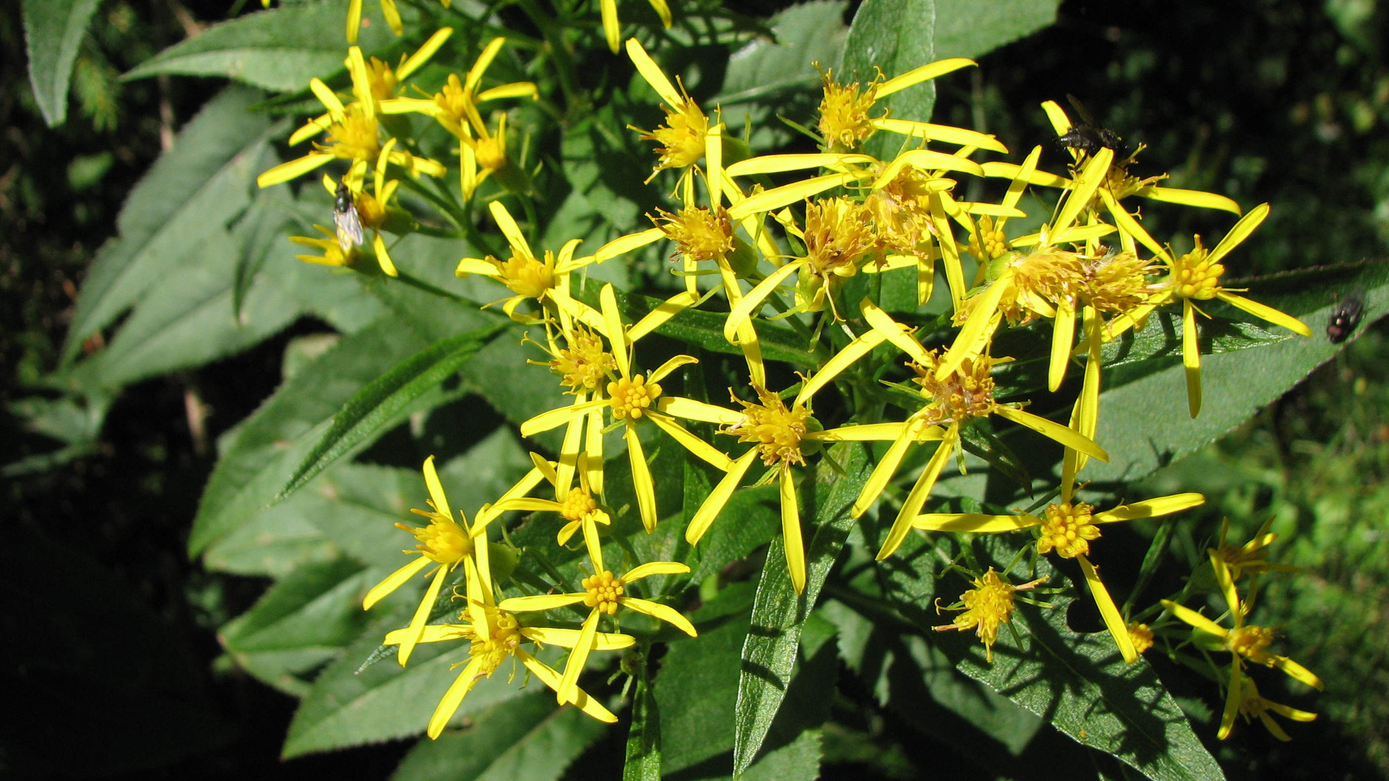 Fuchssches Greiskraut