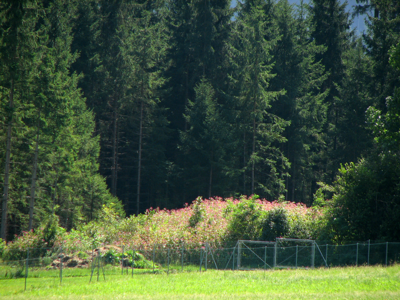 Drüsiges Springkraut