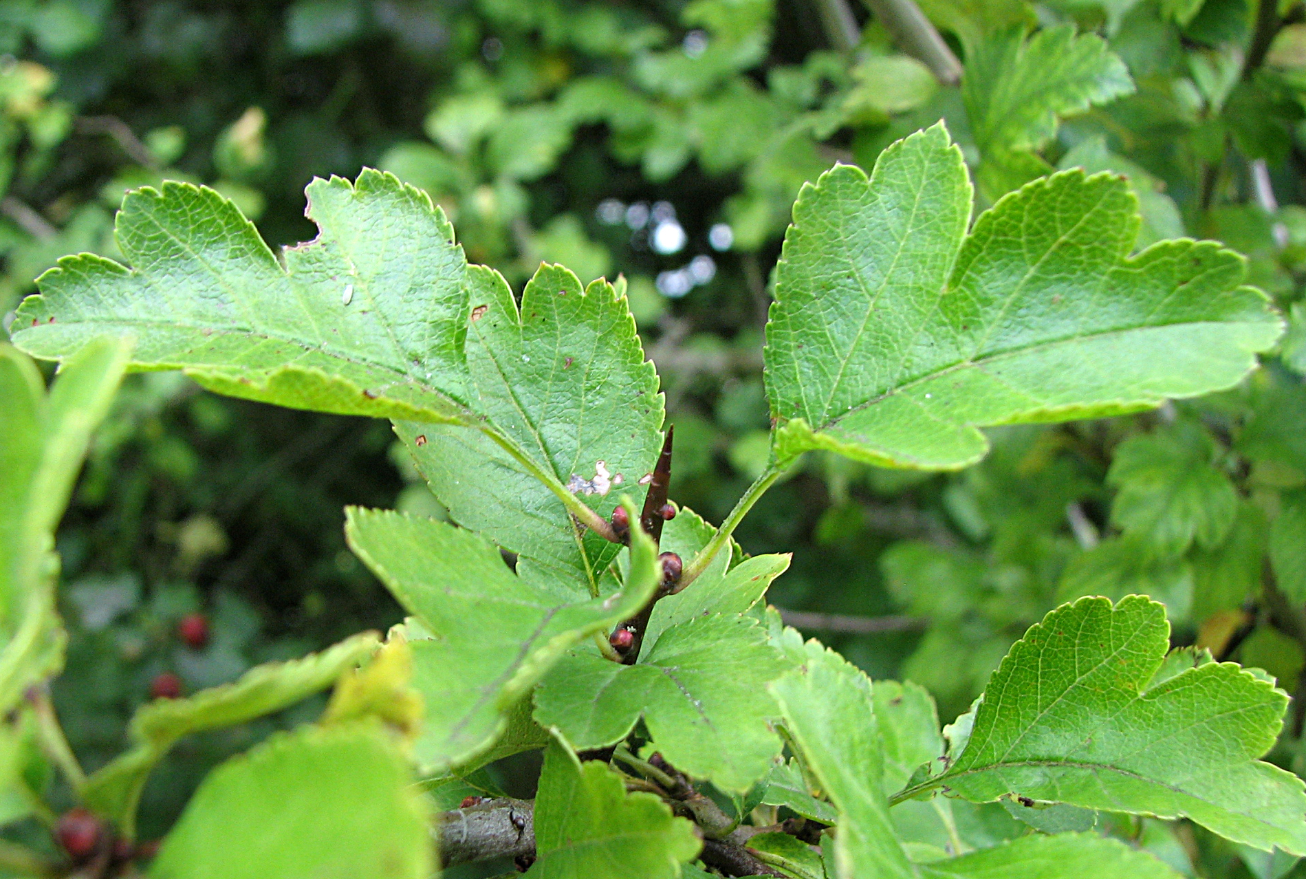 Eingriffeliger Weißdorn
