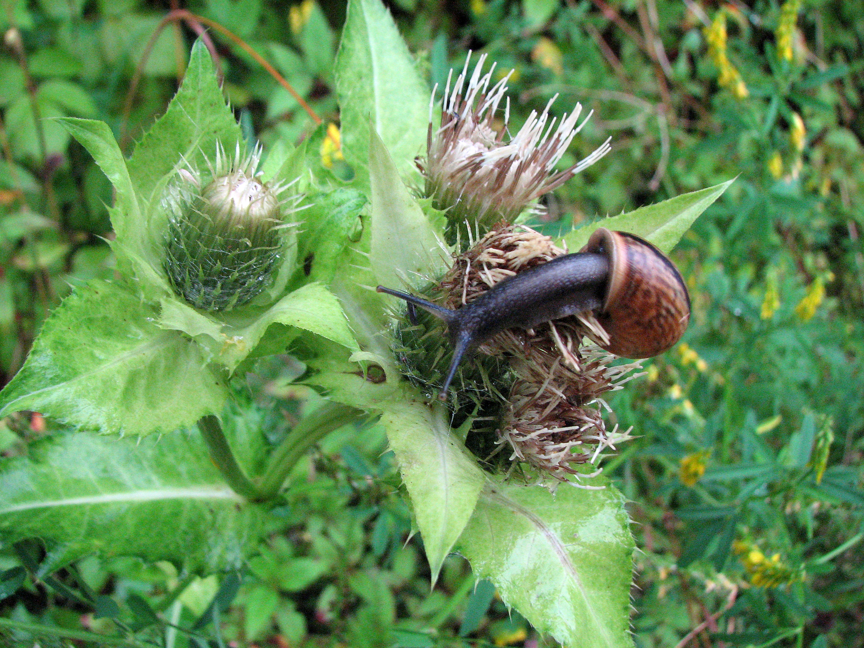 Kohlkratzdistel