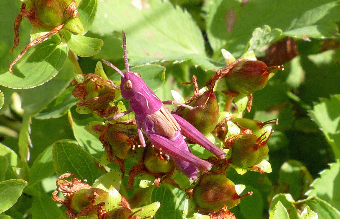 Echtes Johanniskraut