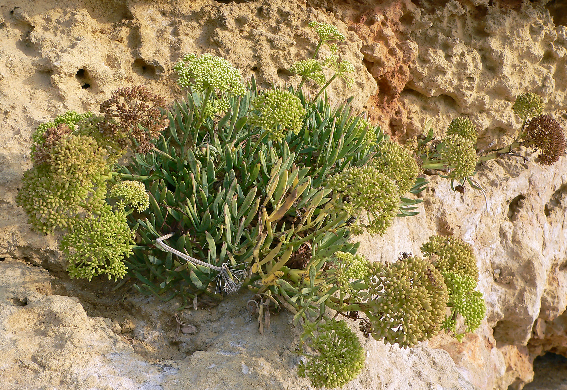 Meerfenchel