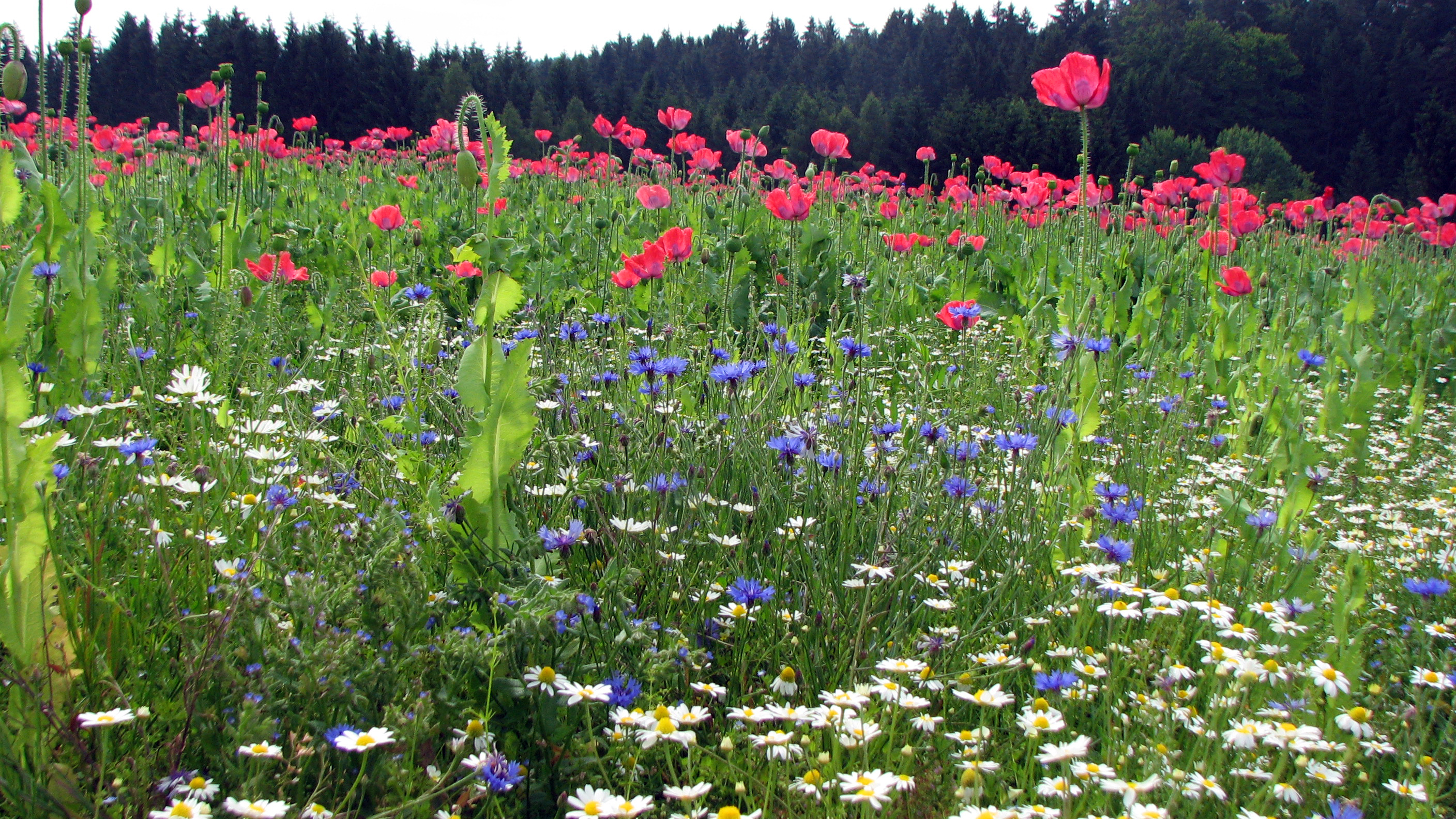 Kornblume