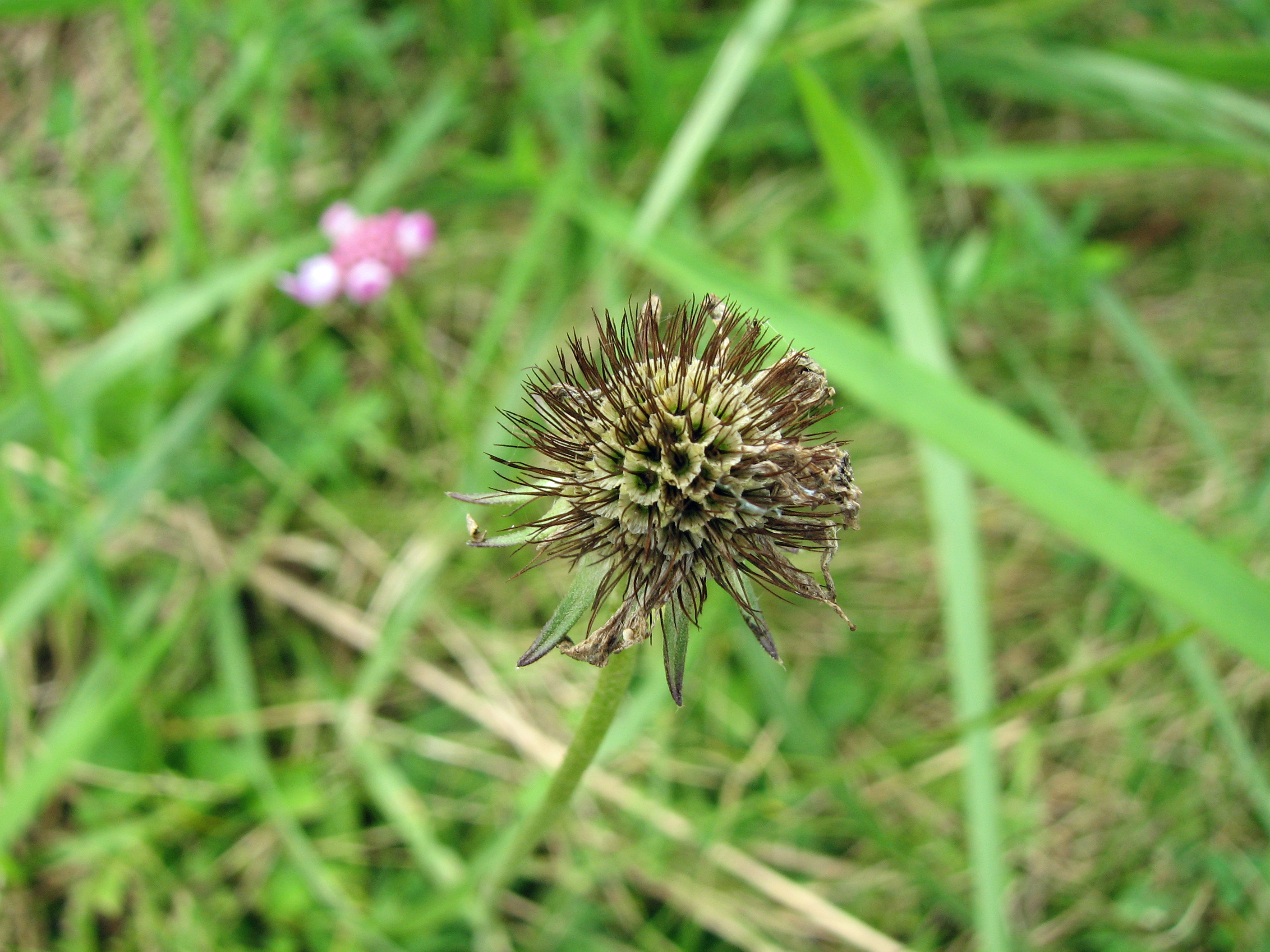 Taubenskabiose