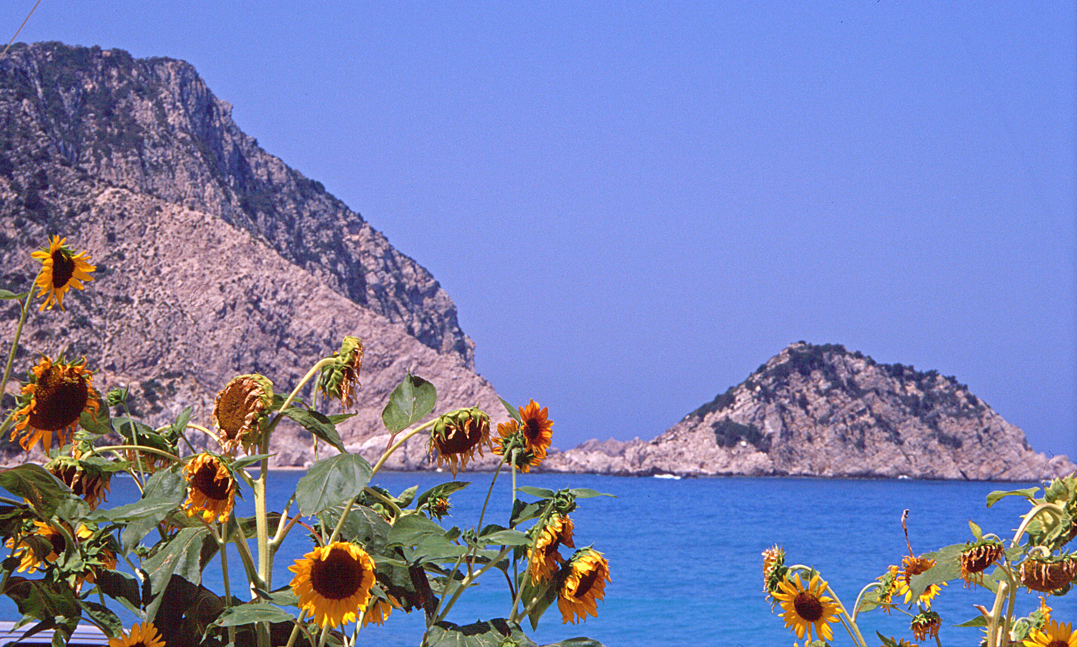 Sonnenblume