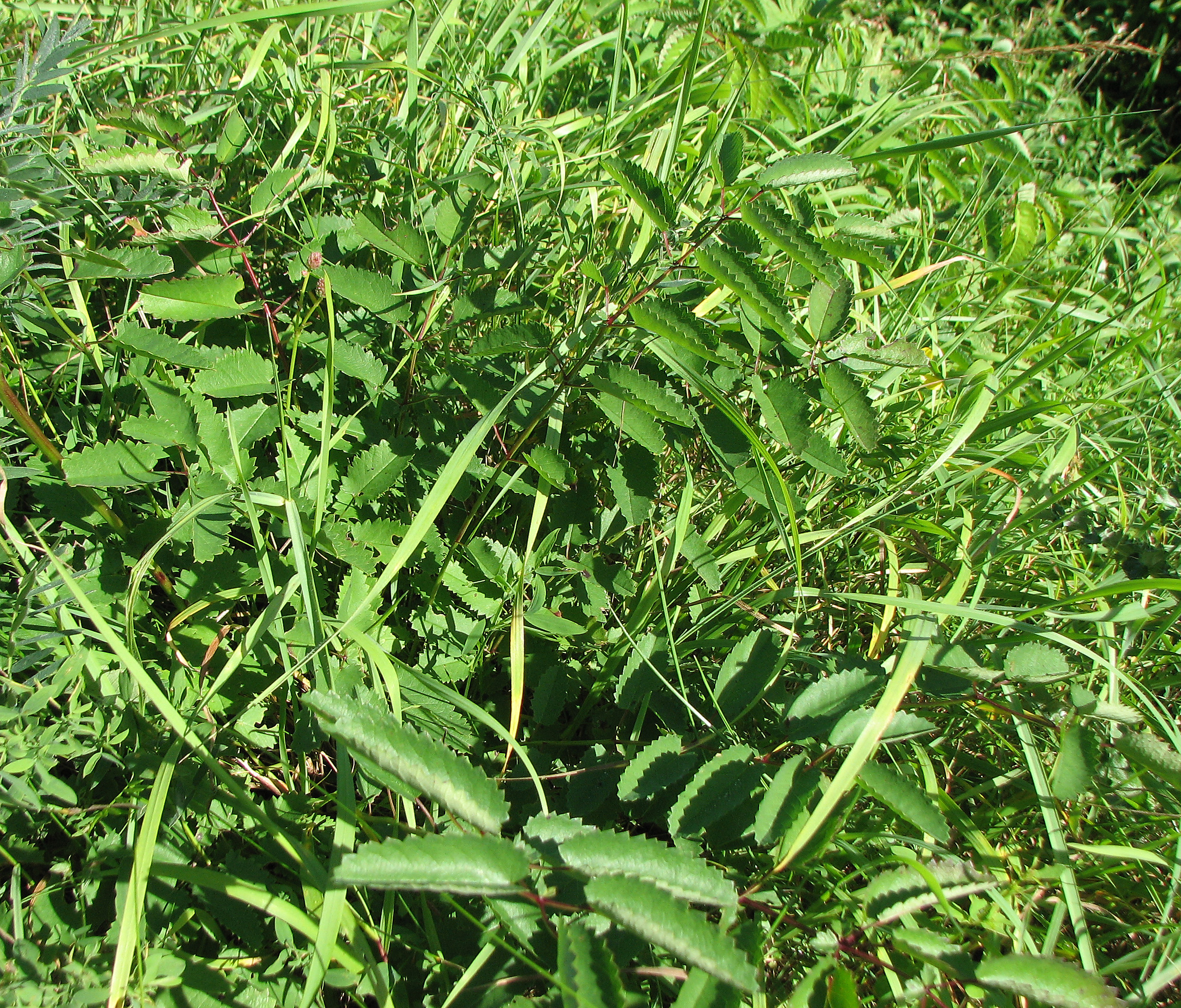 Großer Wiesenknopf