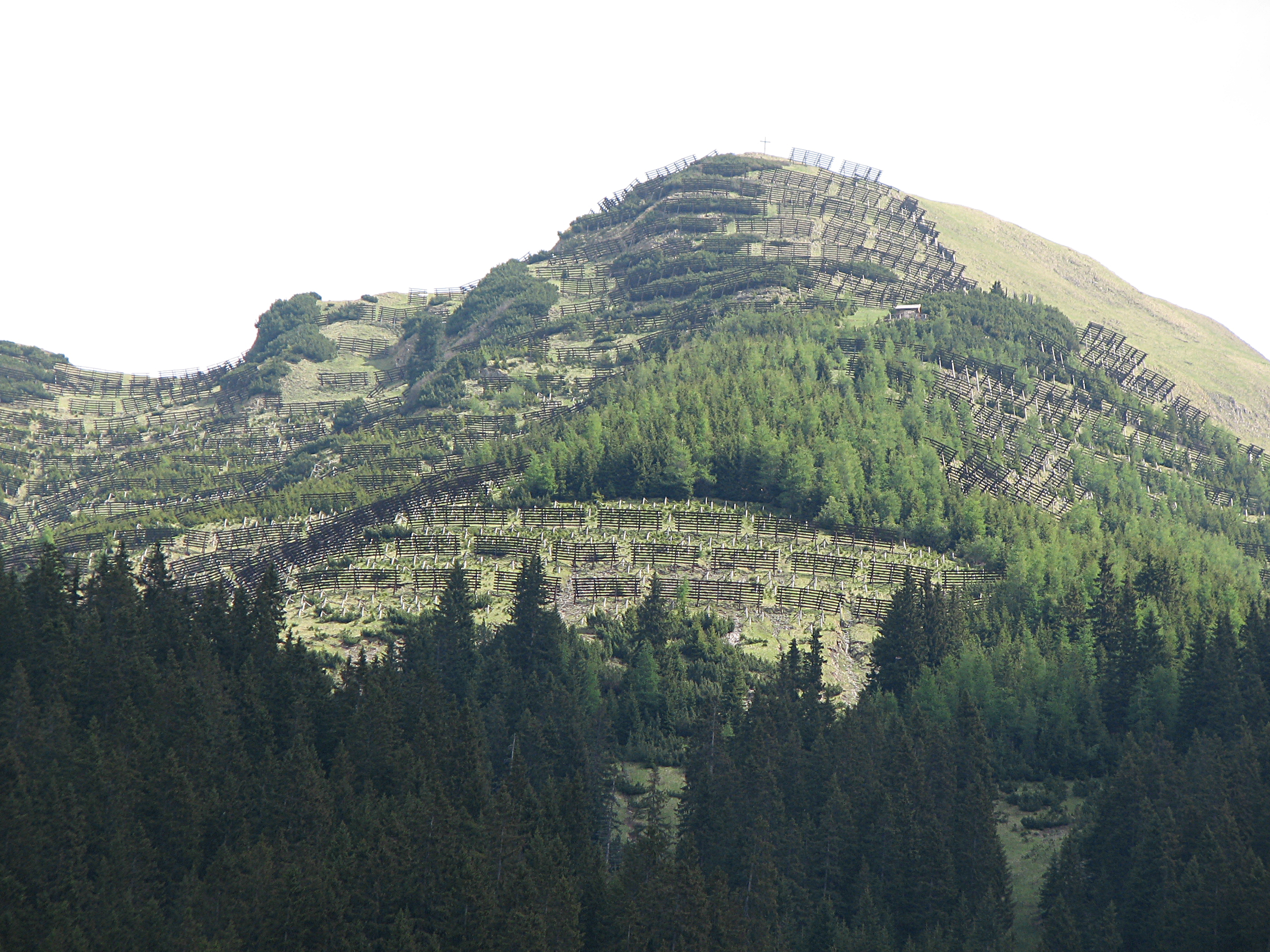 Europäische Lärche