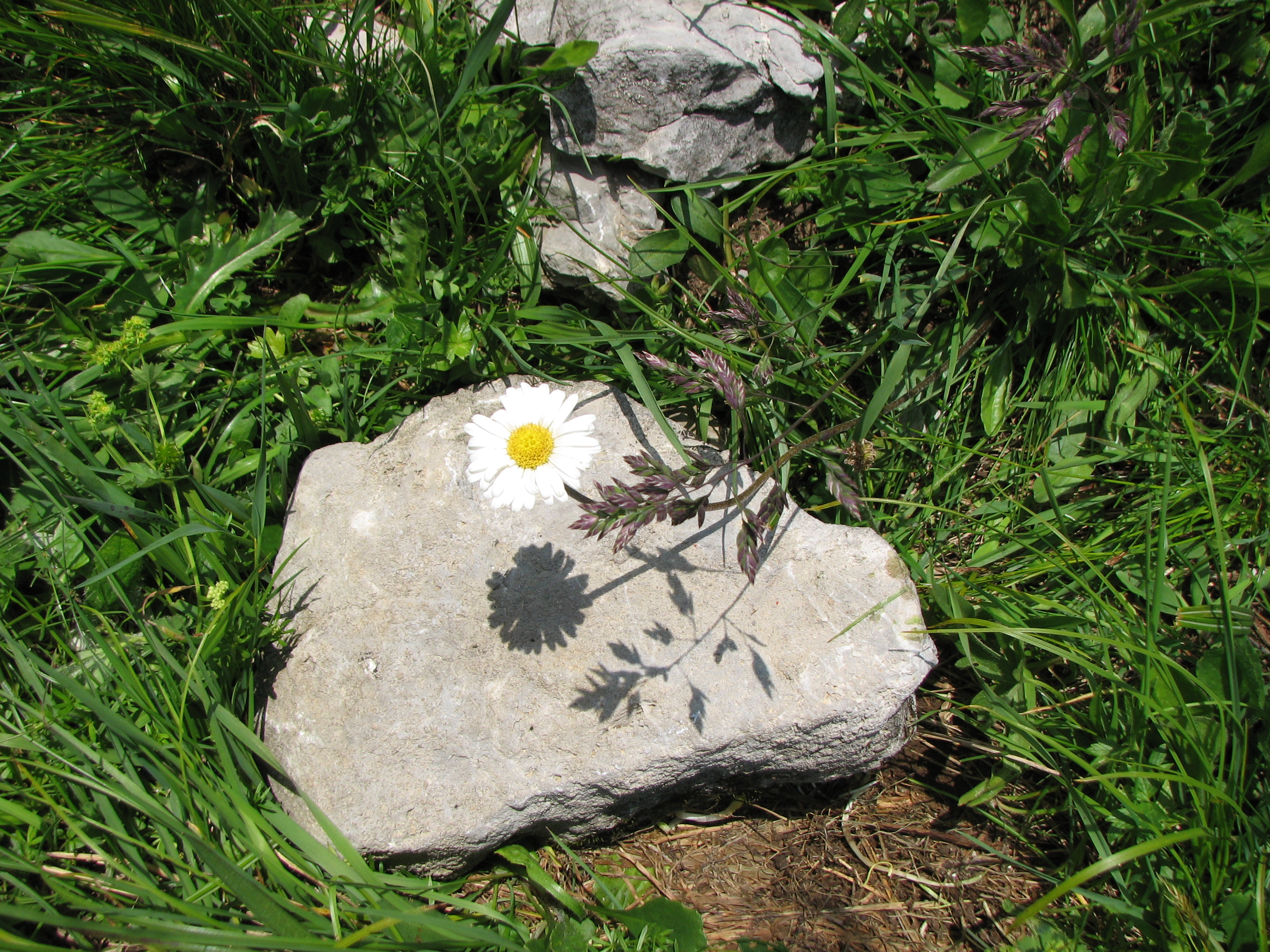 Margerite