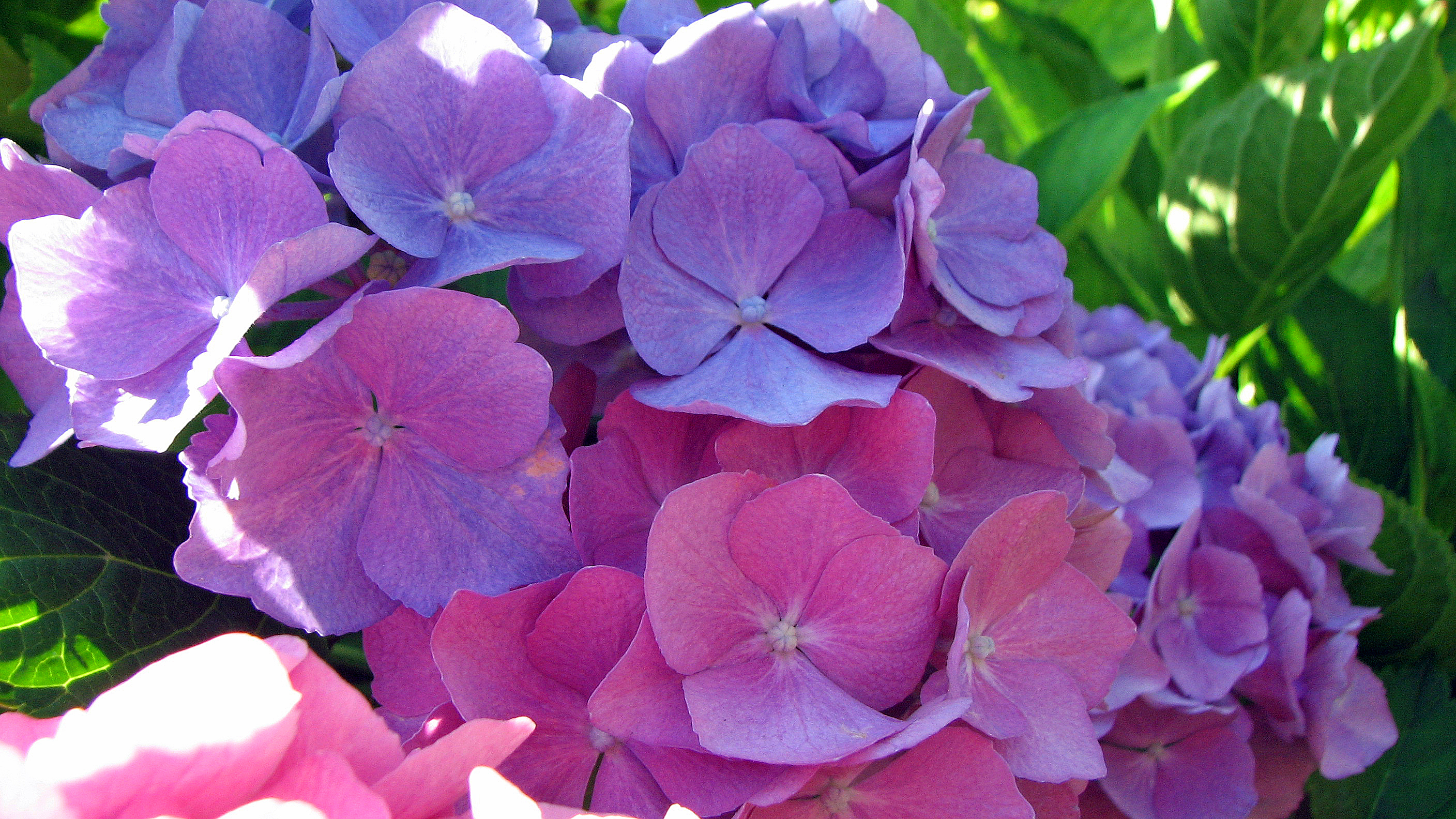 Bauernhortensie