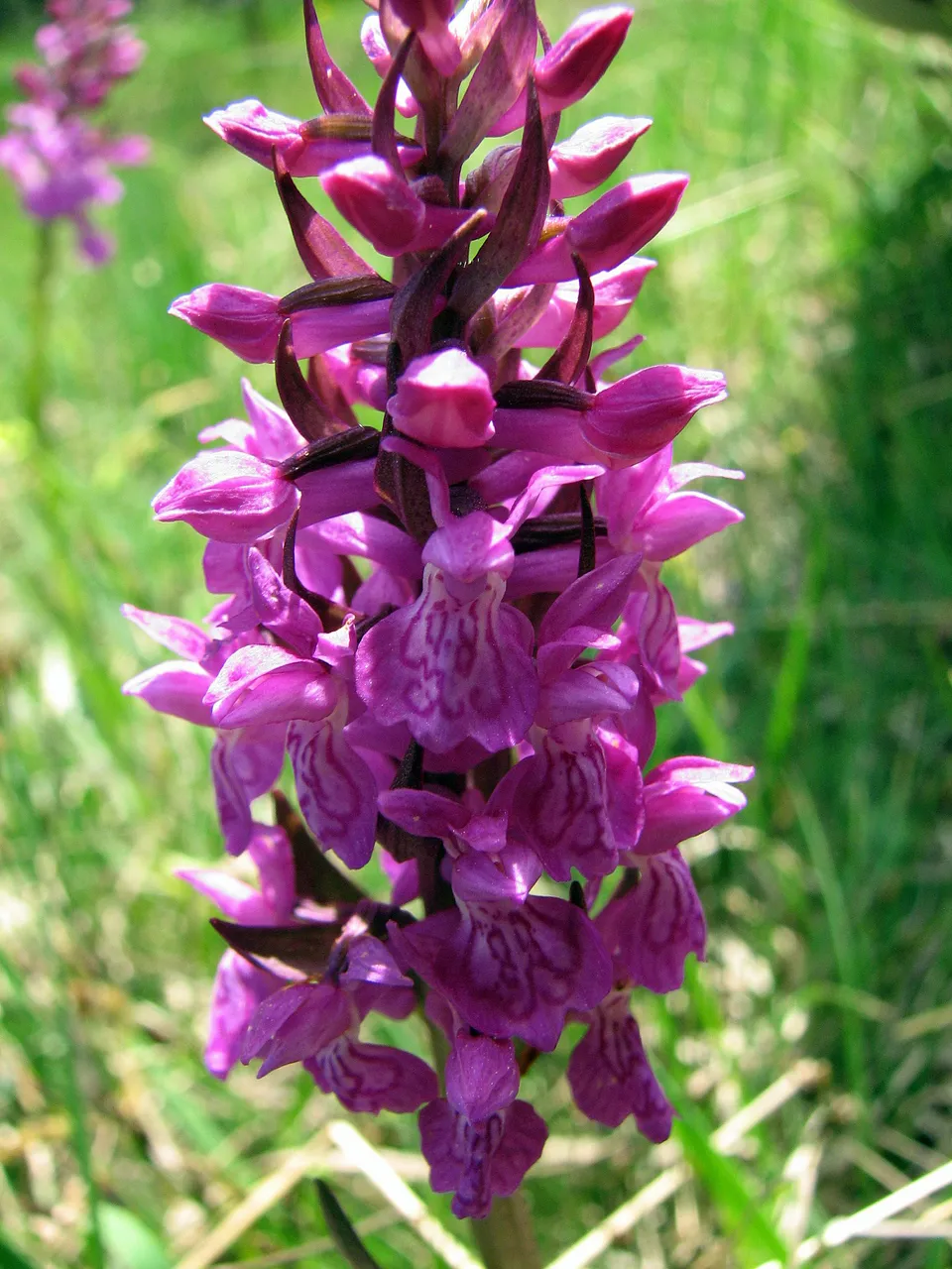 Breitblättrige Fingerwurz
