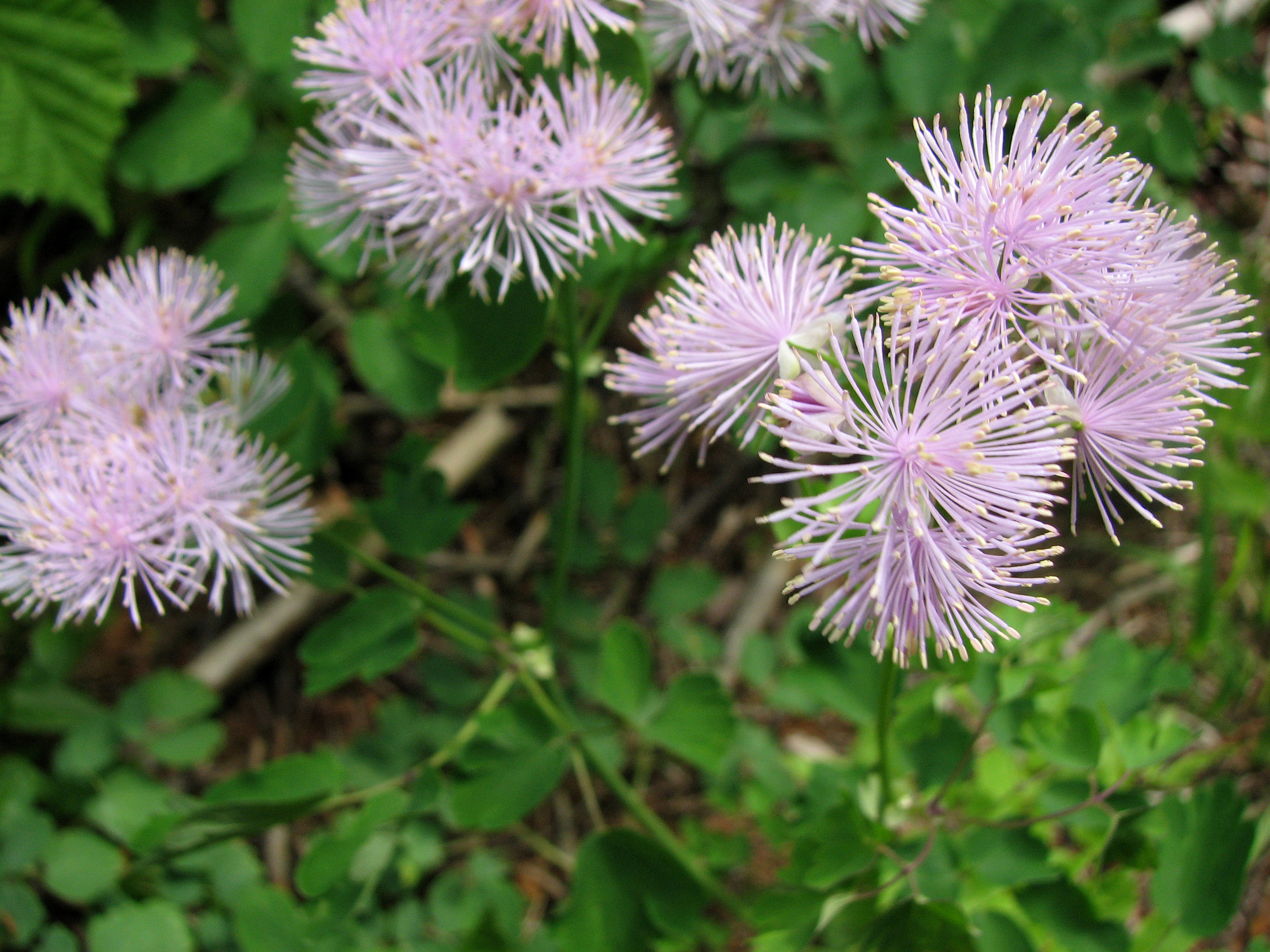 Akeleiblättrige Wiesenraute