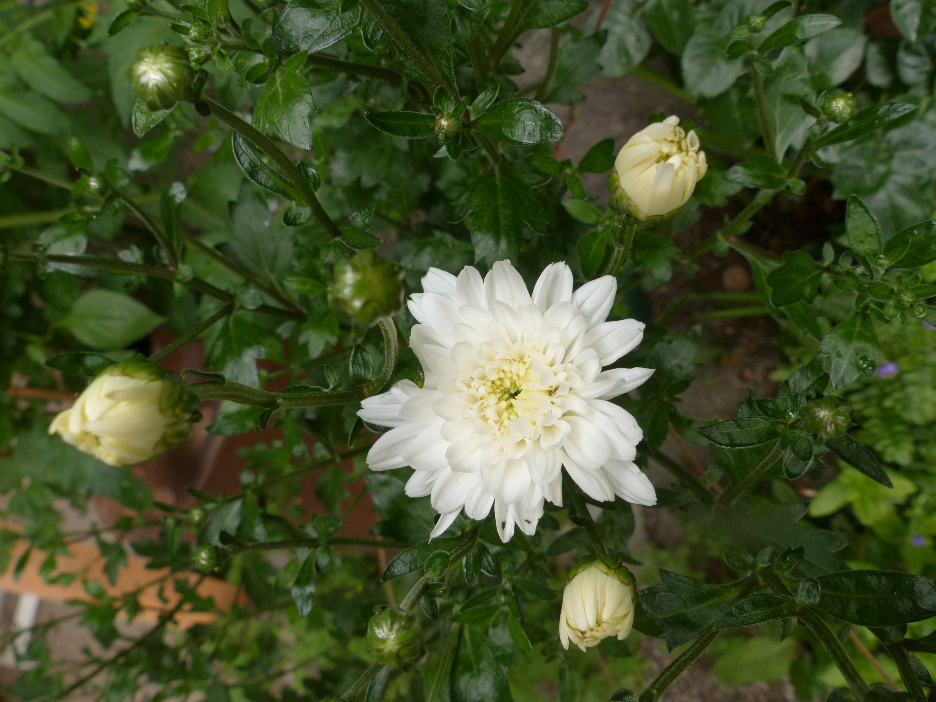 Chinesische Teechrysantheme