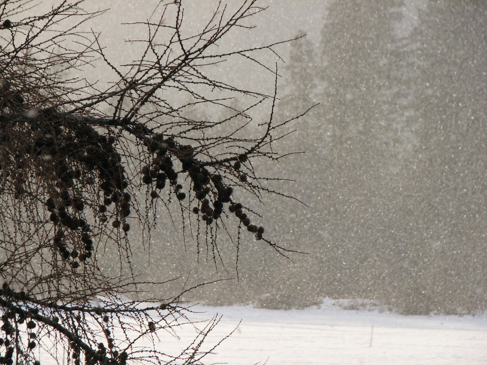 Europäische Lärche