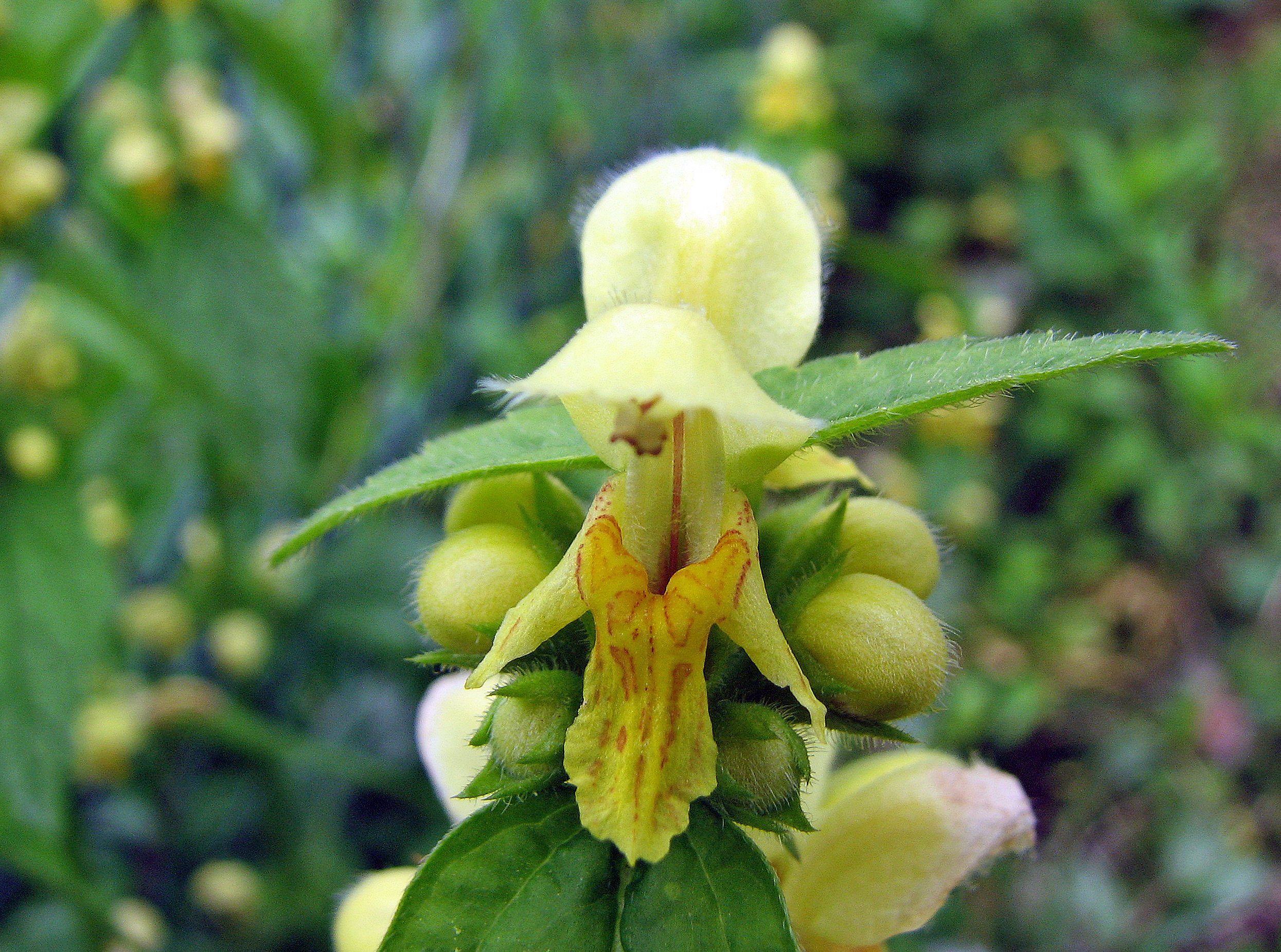 Silberblättrige Goldnessel