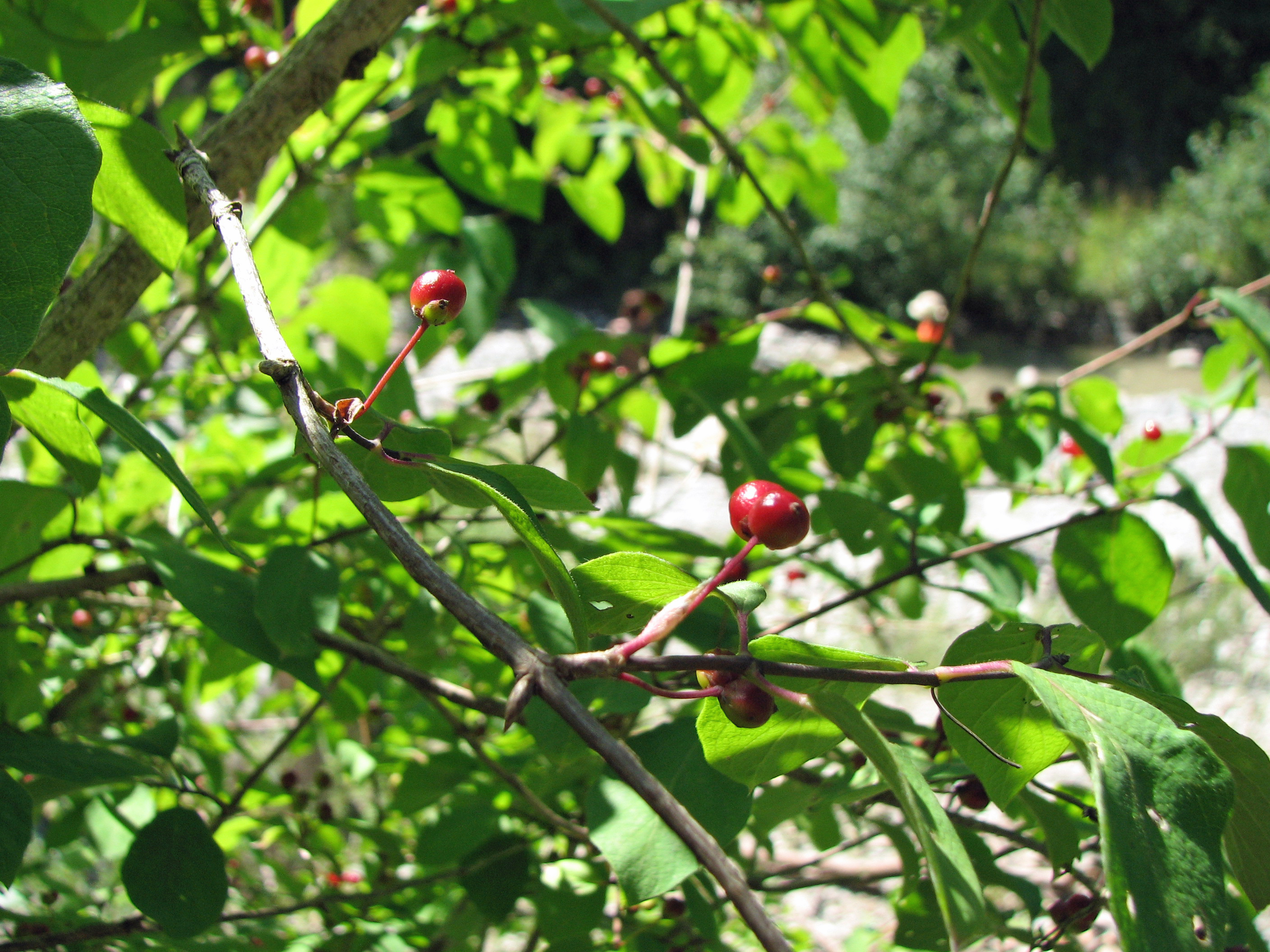 Rote Heckenkirsche