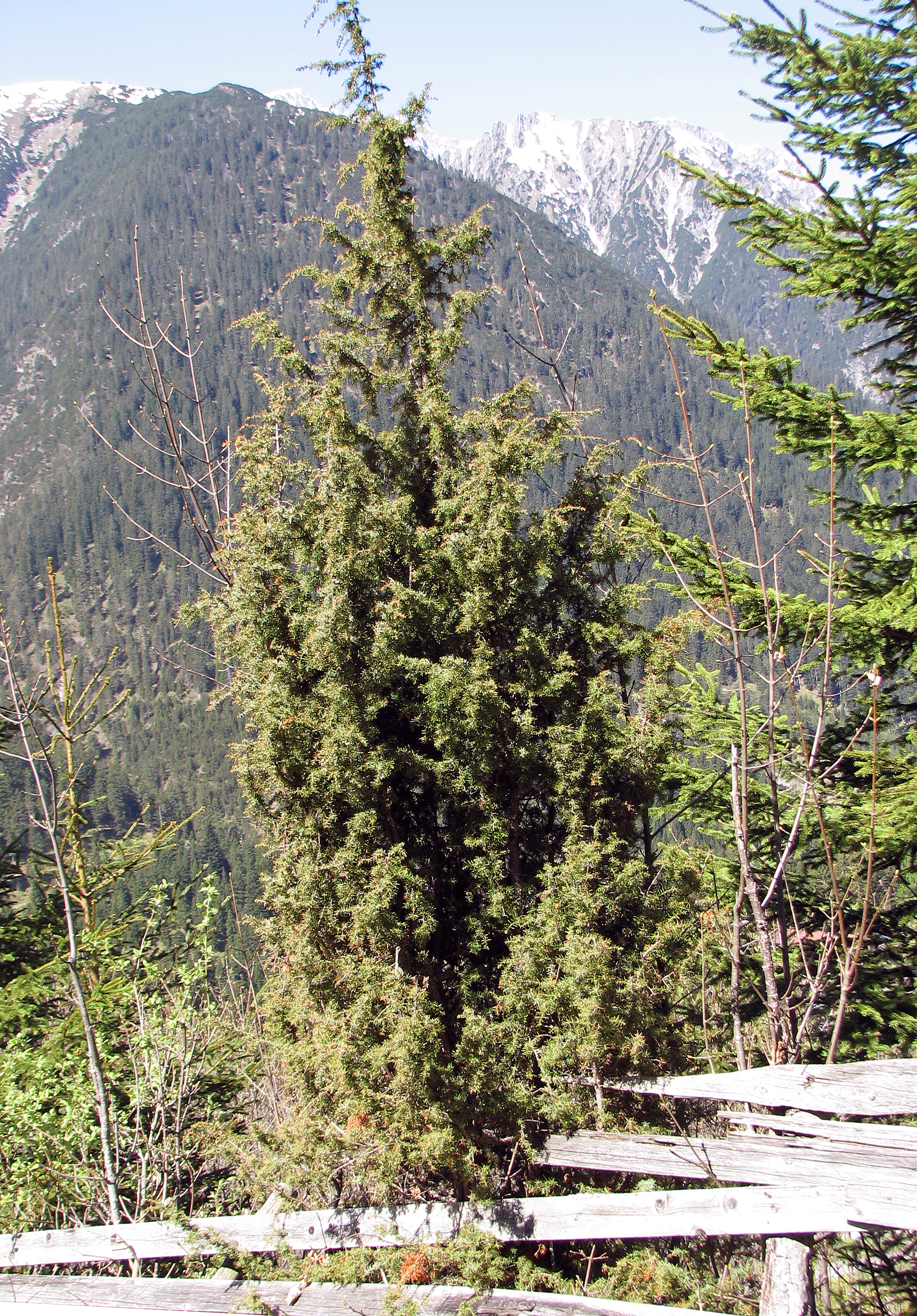 Wacholder