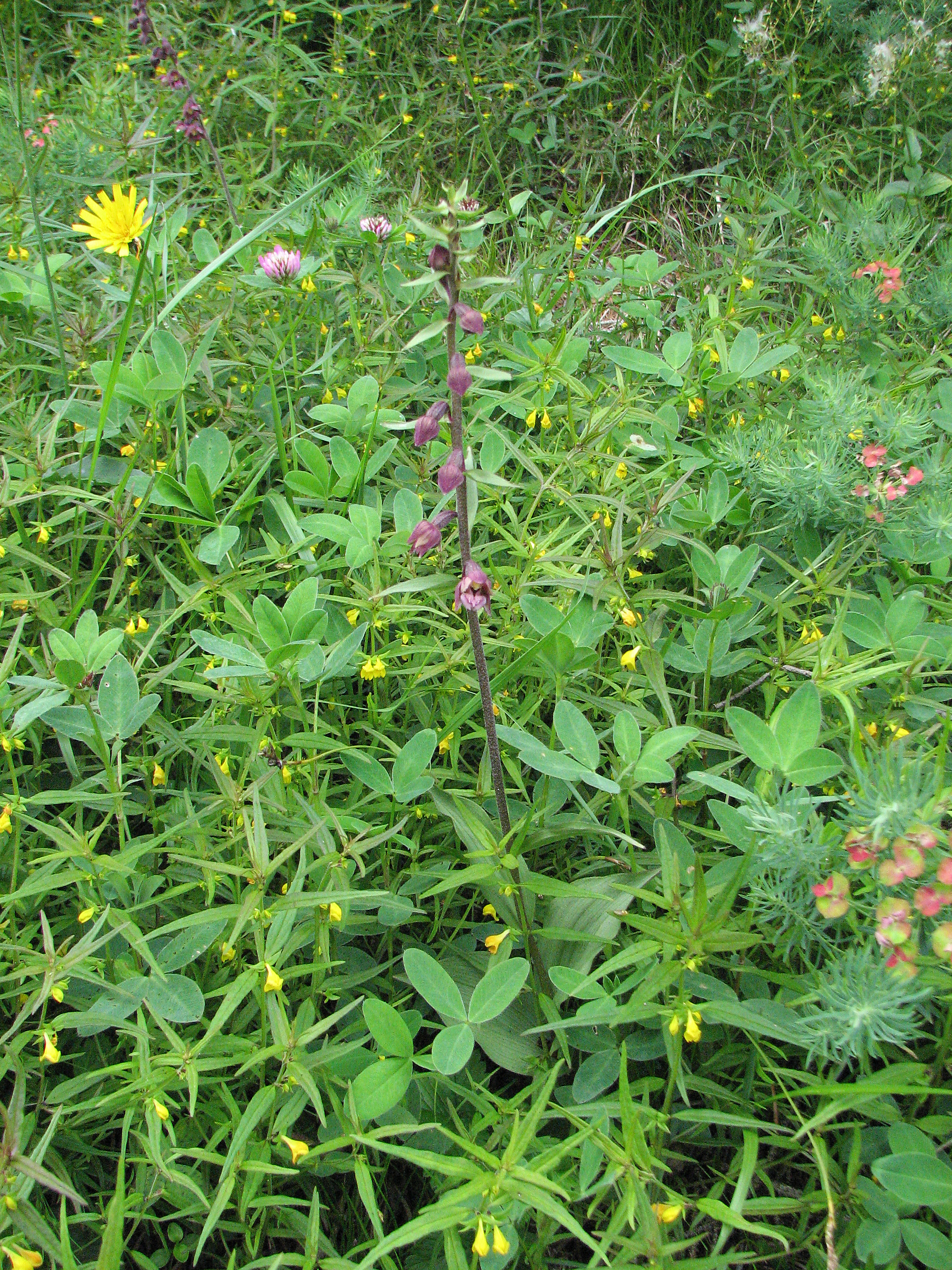 Braunrote Stendelwurz