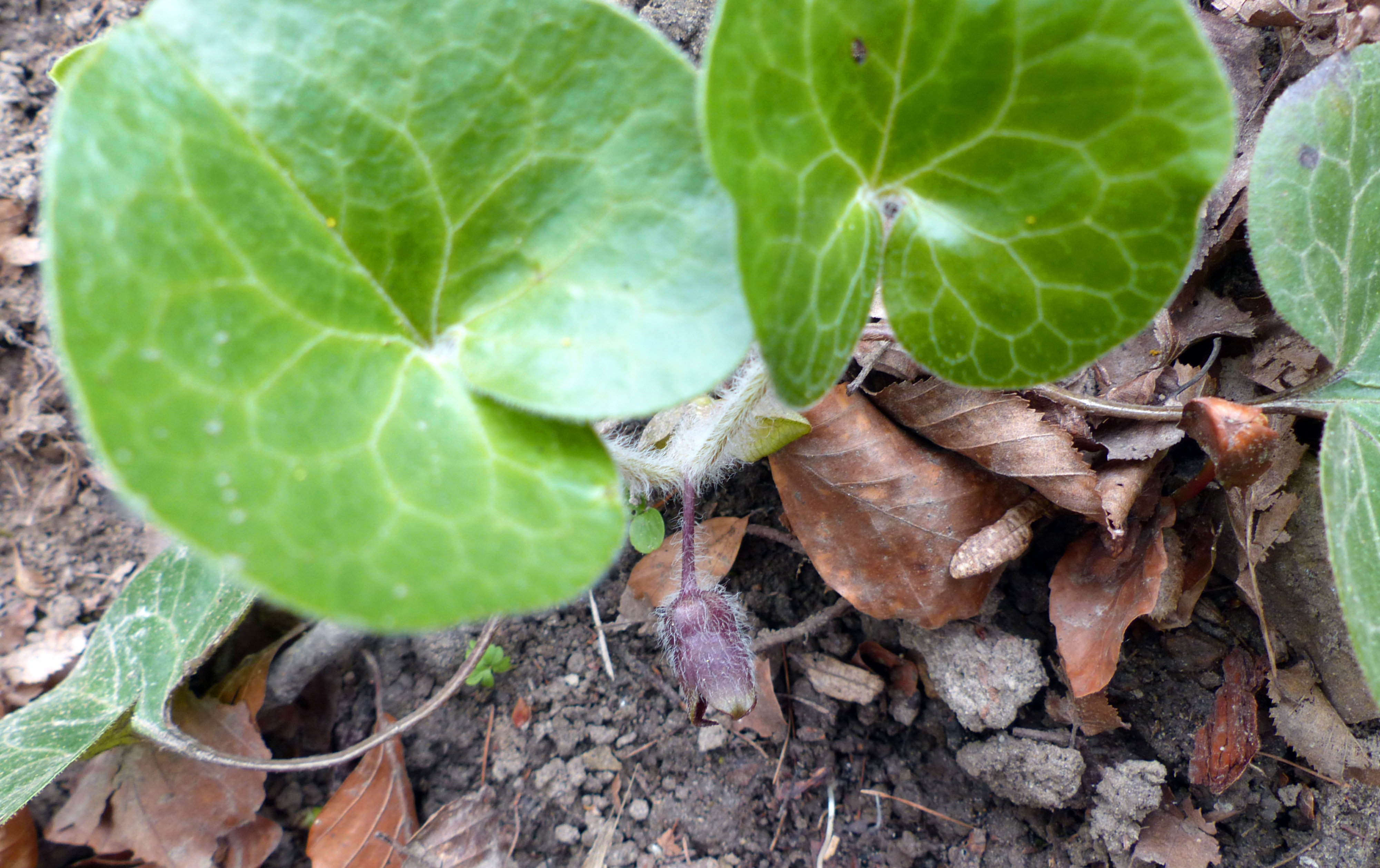 Gewöhnliche Haselwurz