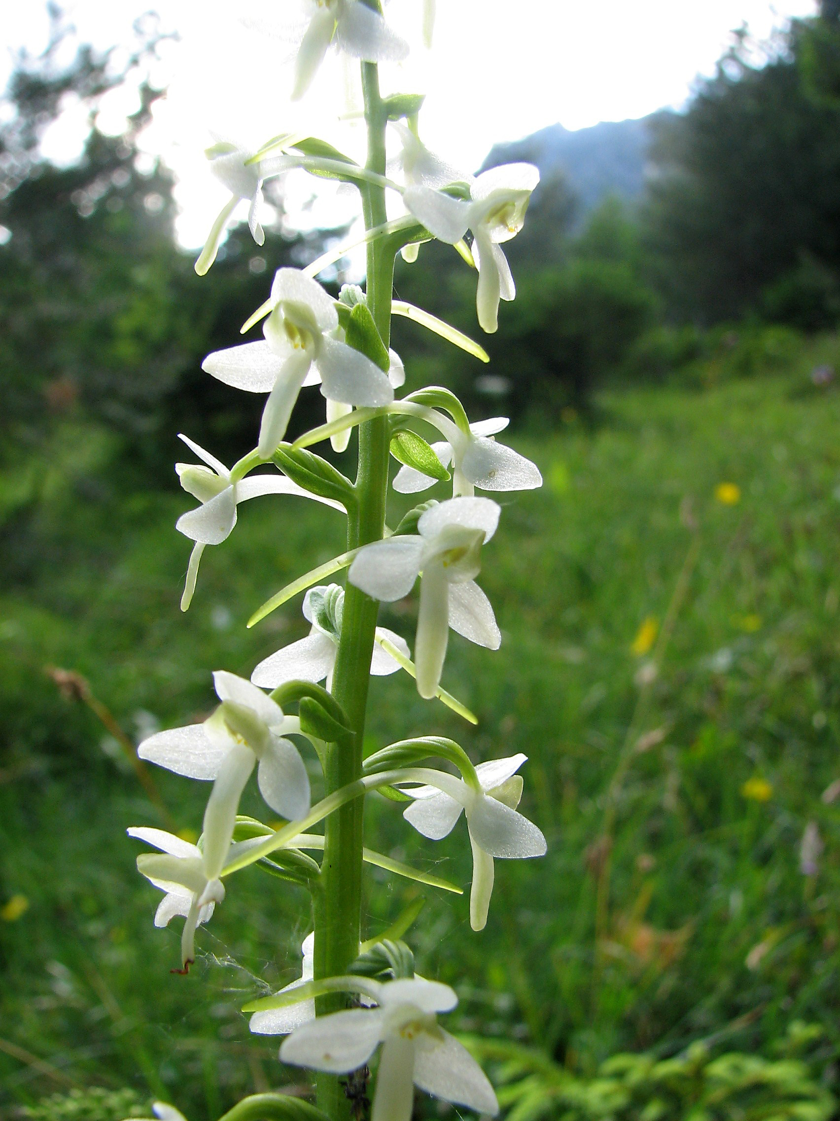 Weiße Waldhyazinthe