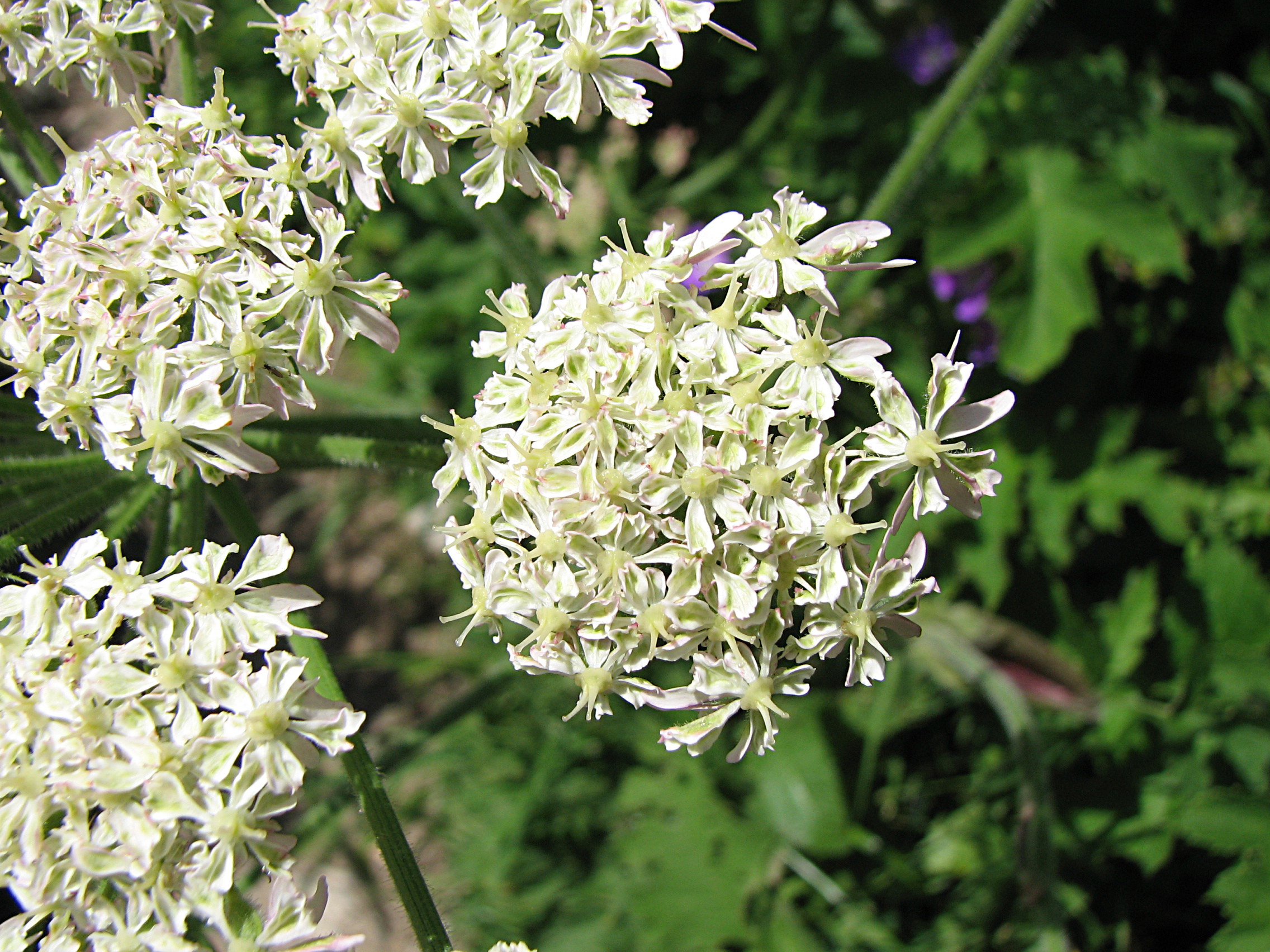 Wiesenbärenklau