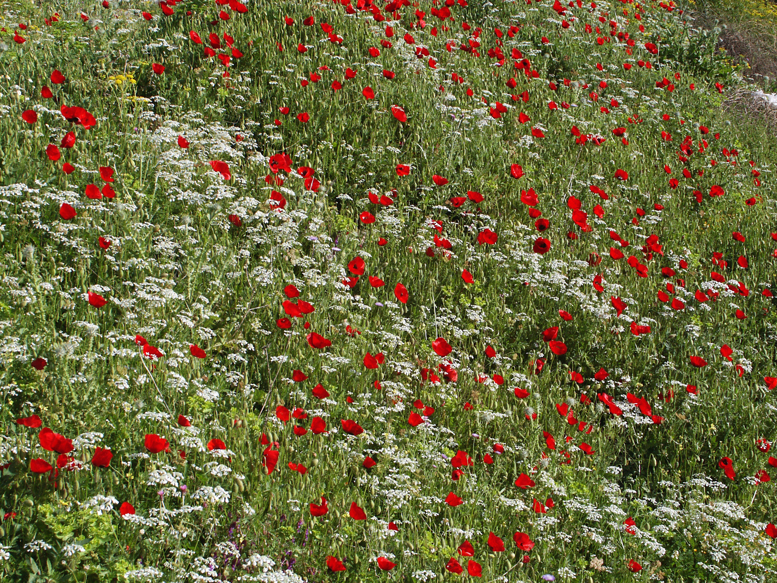 Klatschmohn