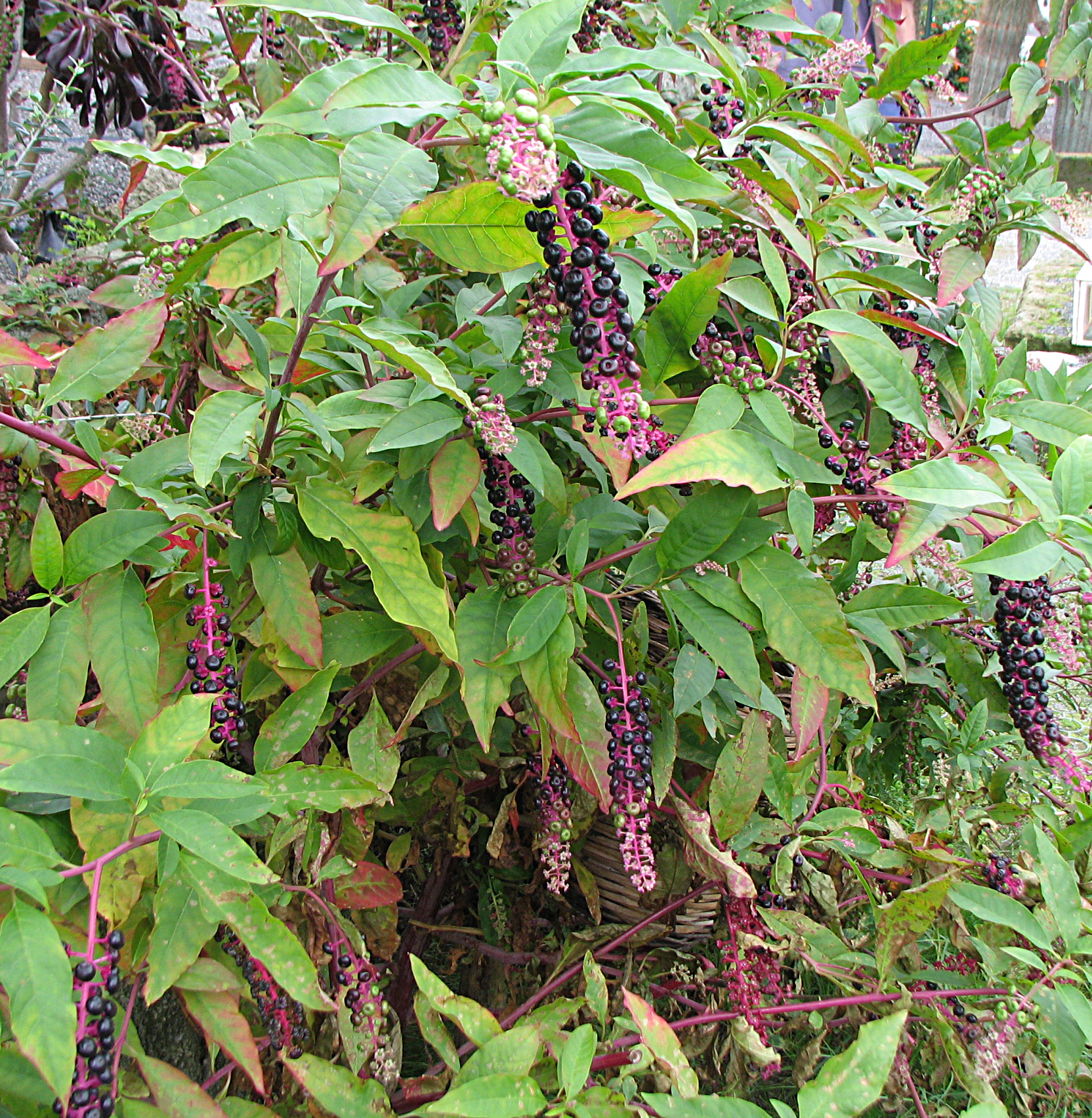 Amerikanische Kermesbeere