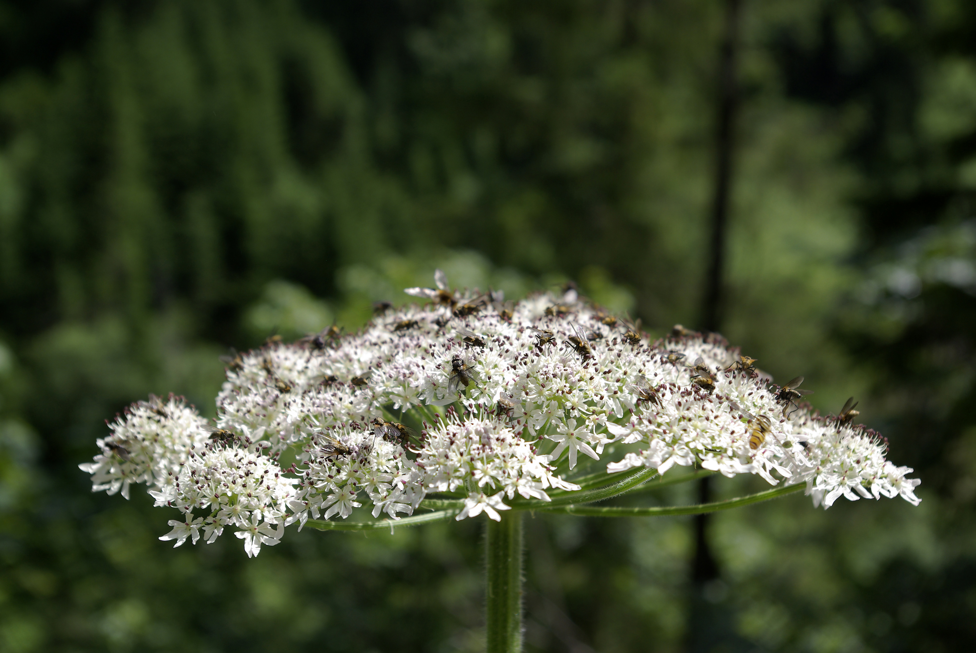 Wiesenbärenklau