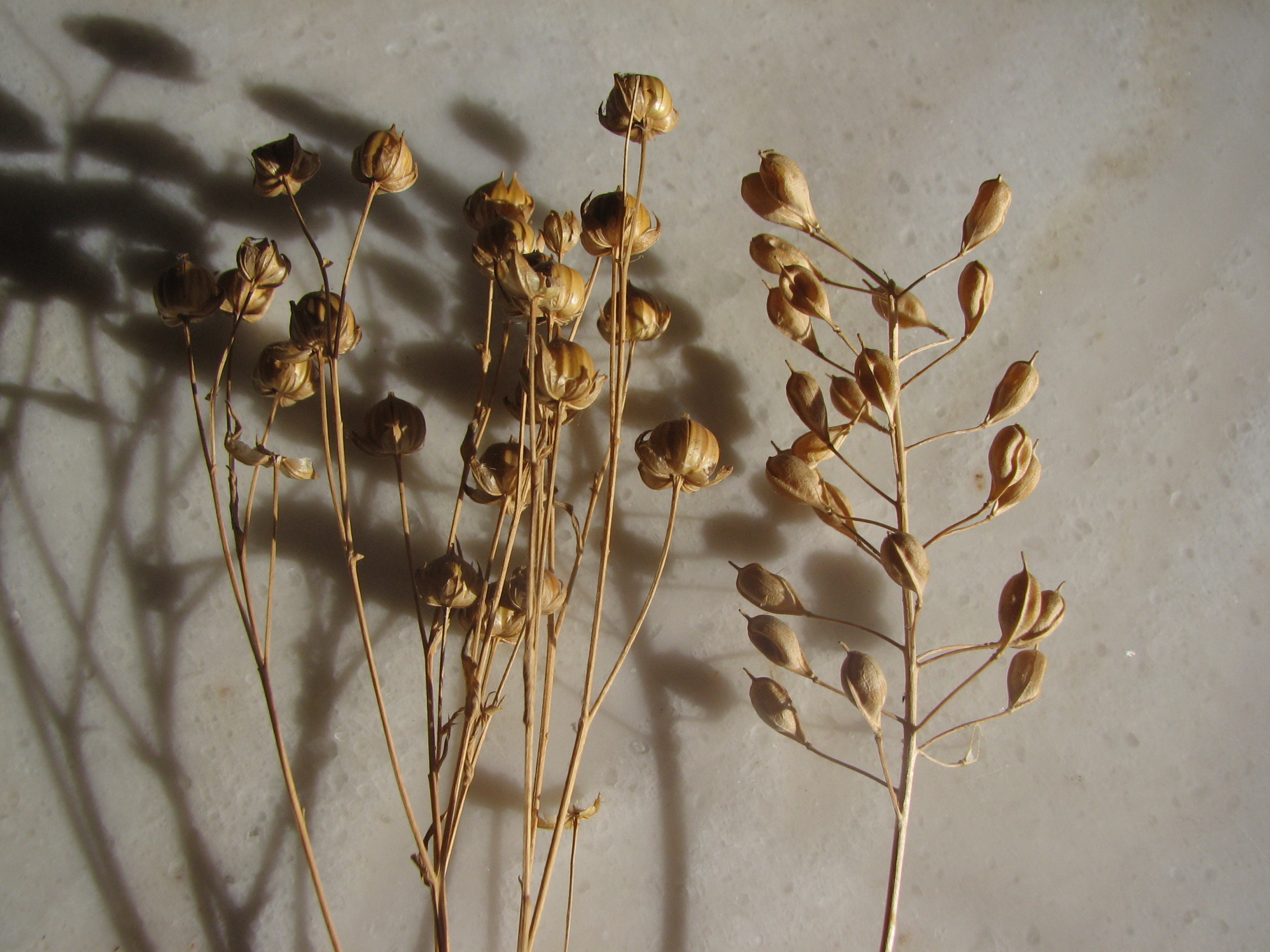 Echter Lein