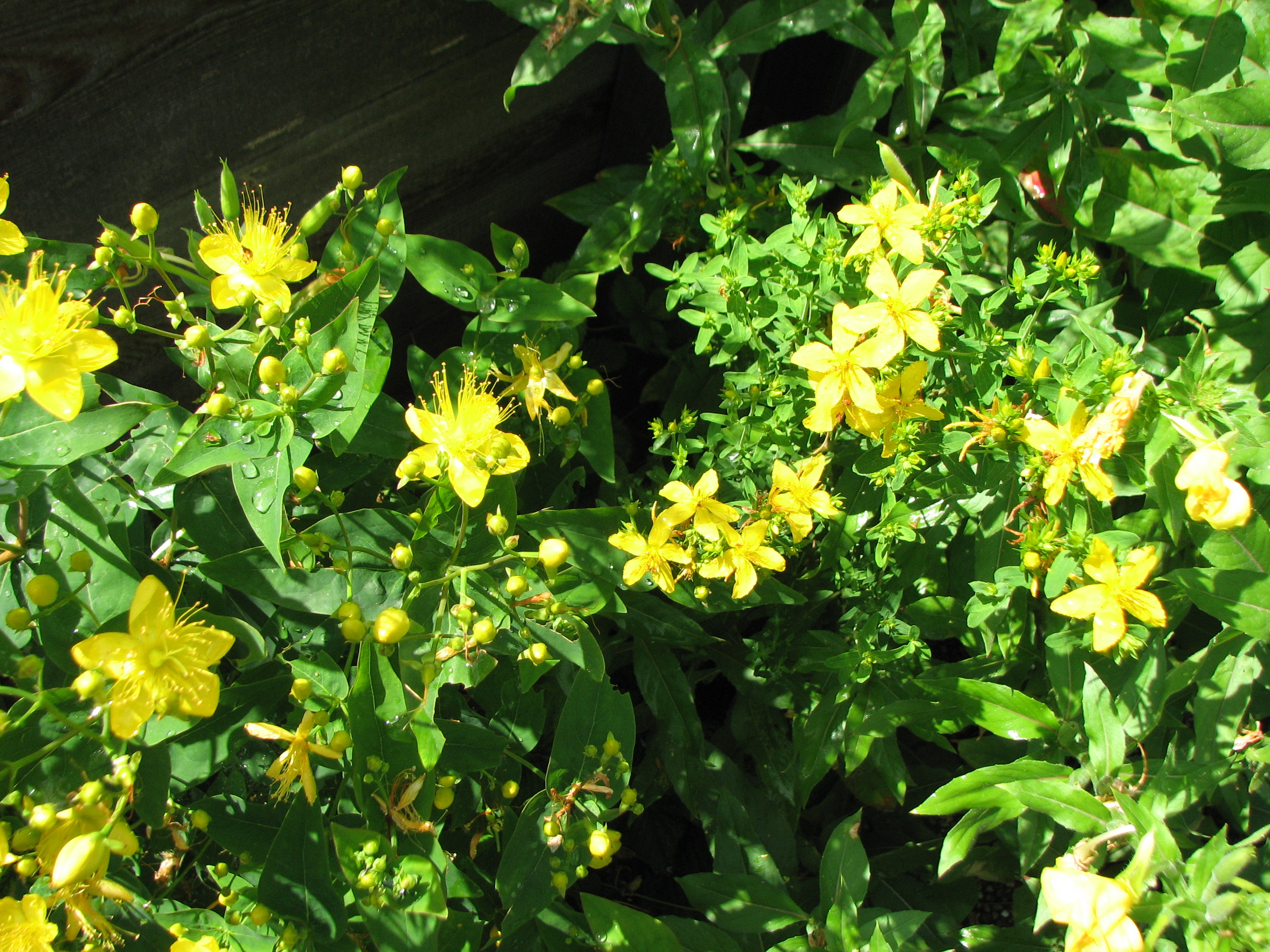 Zitronenjohanniskraut