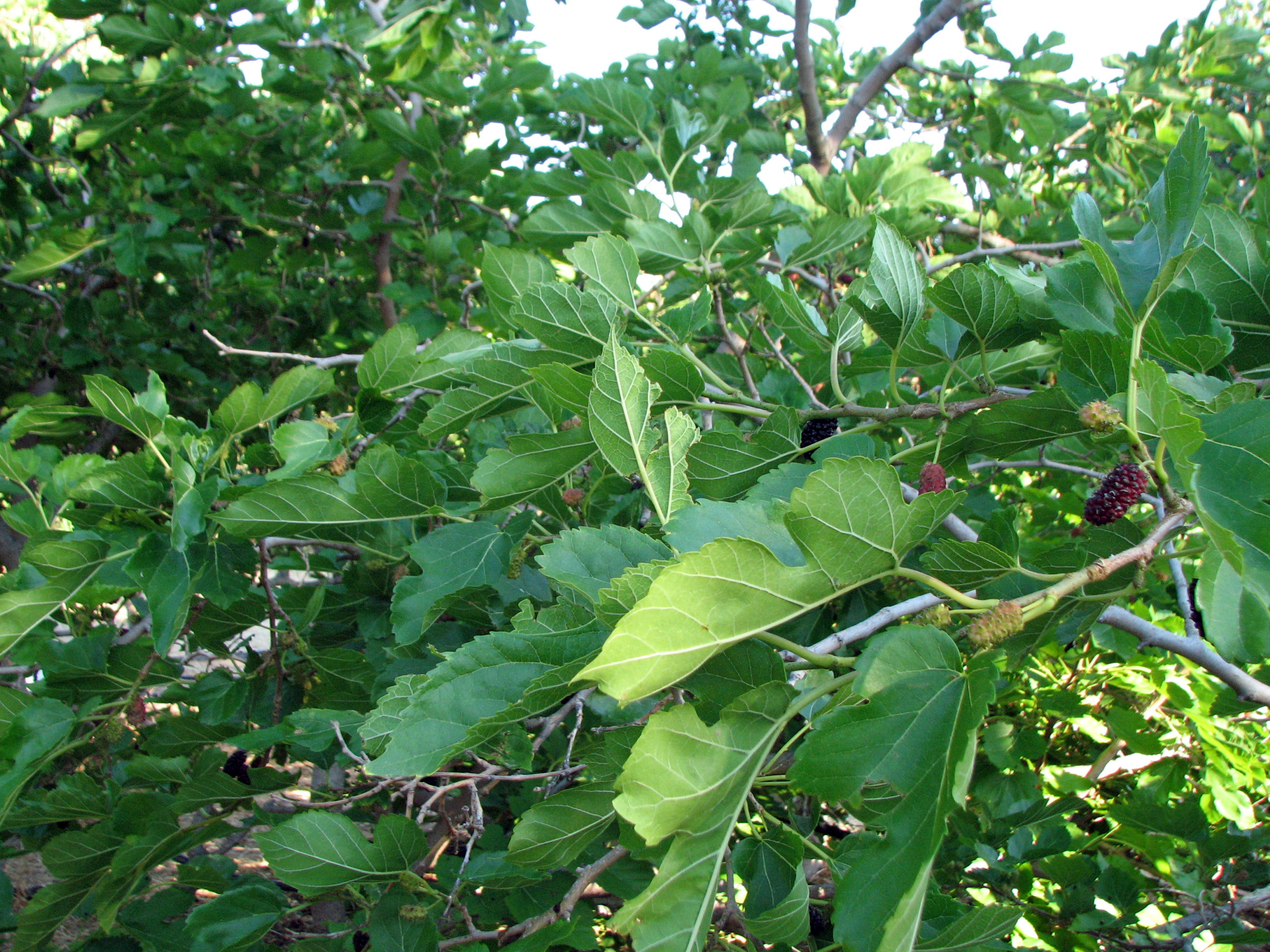 Schwarze Maulbeere