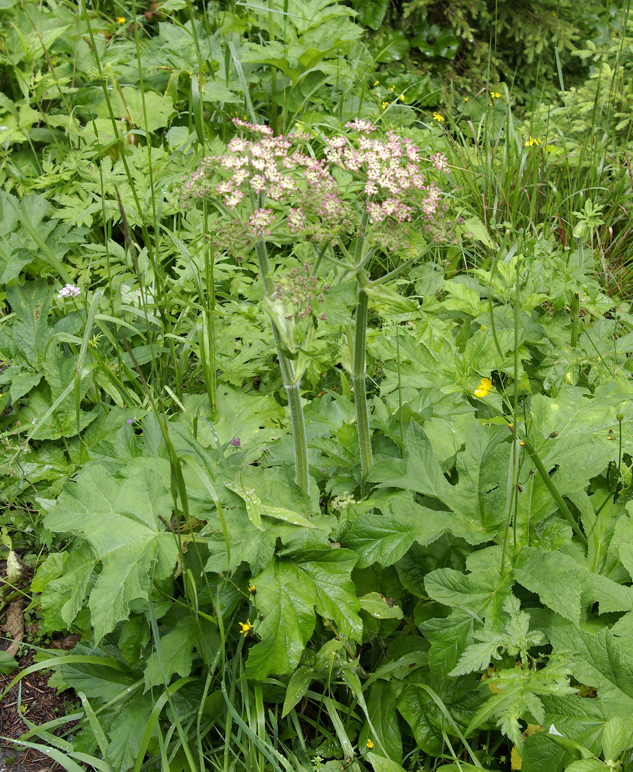 Wiesenbärenklau