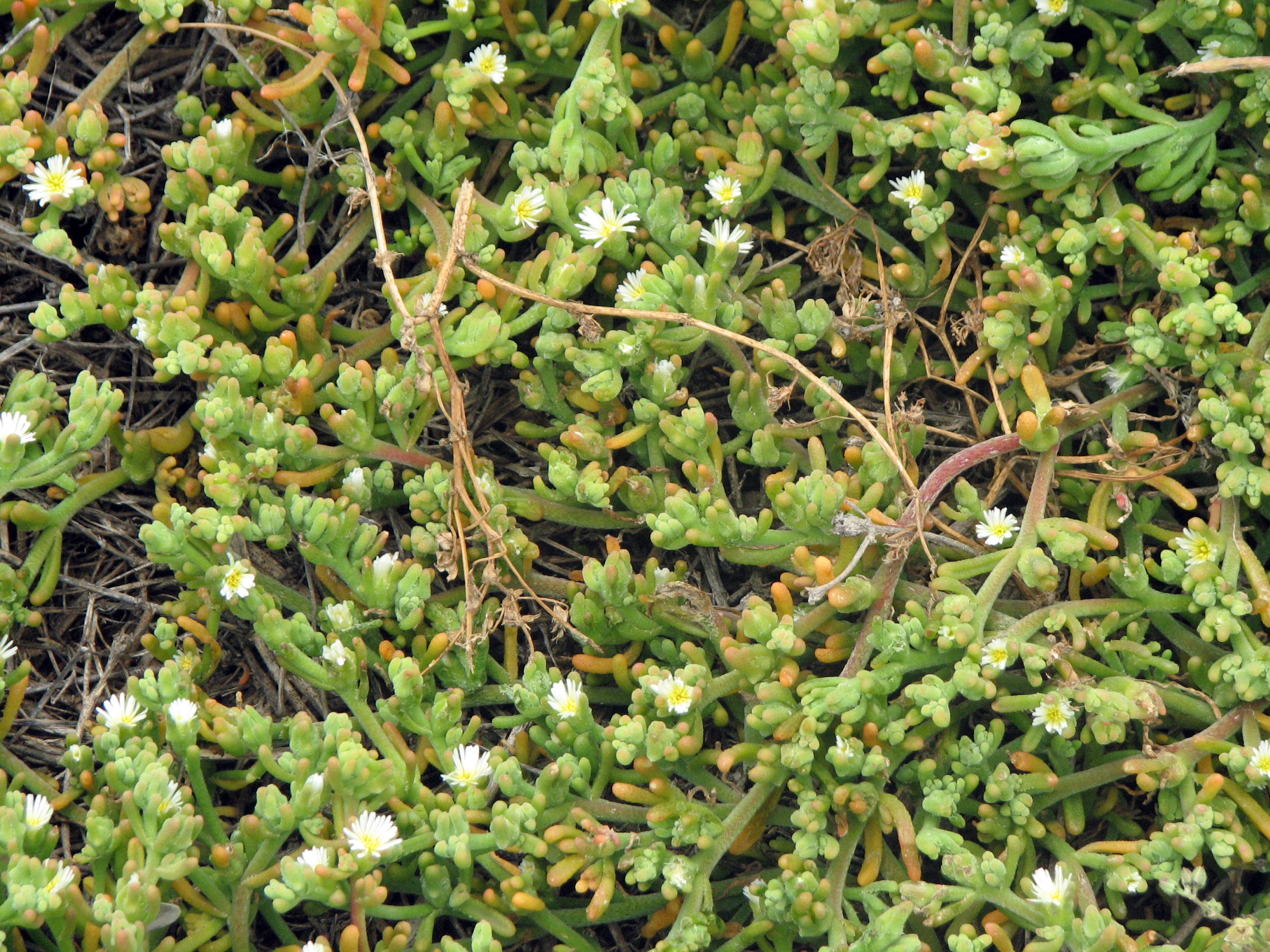 Knotenblütige Mittagsblume
