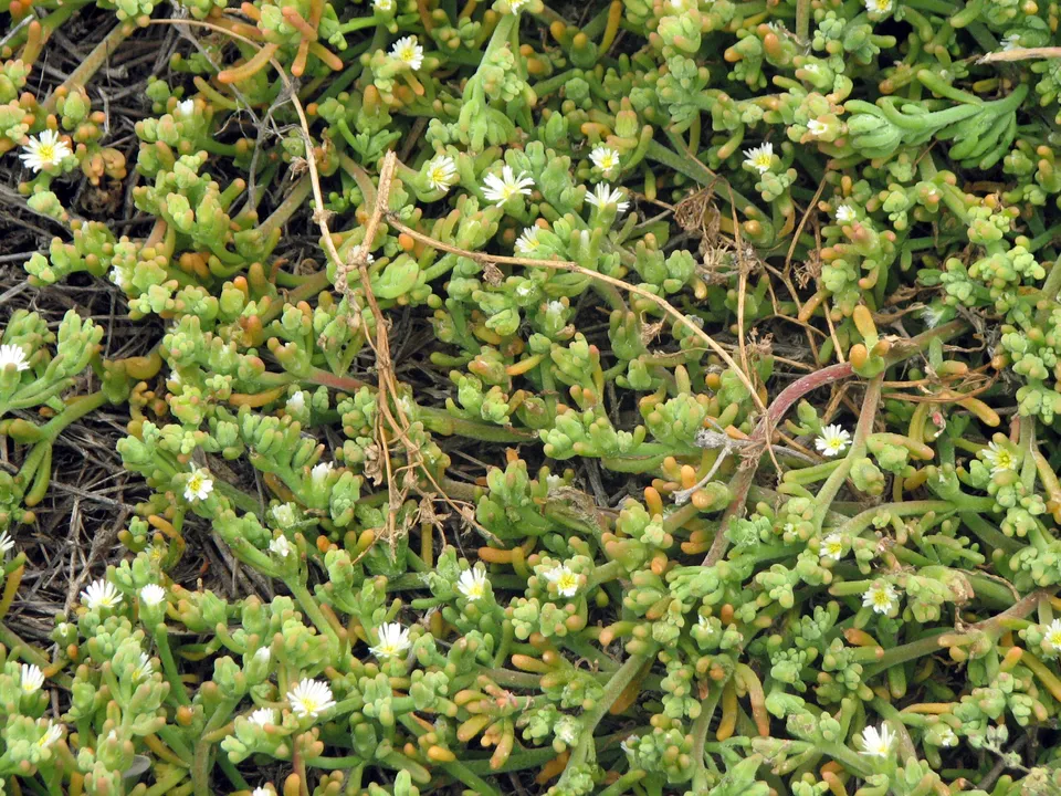 Knotenblütige Mittagsblume