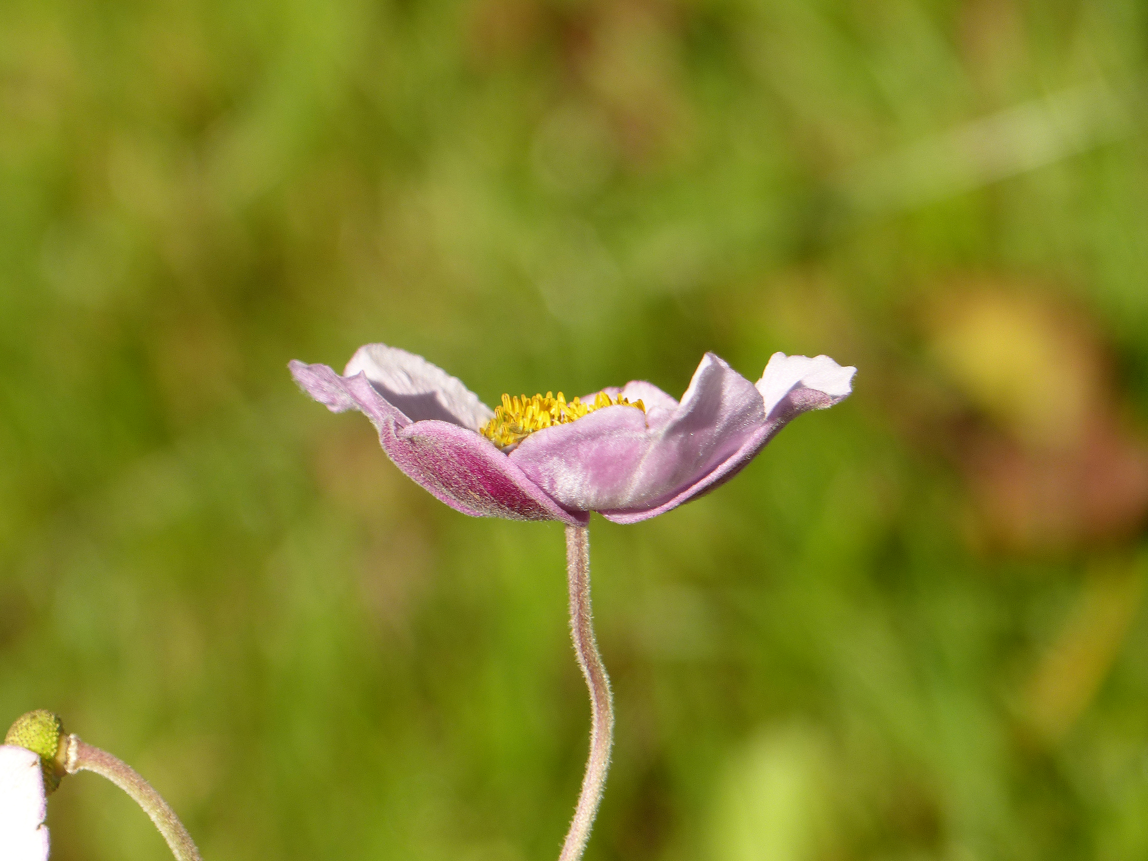 Herbstanemone