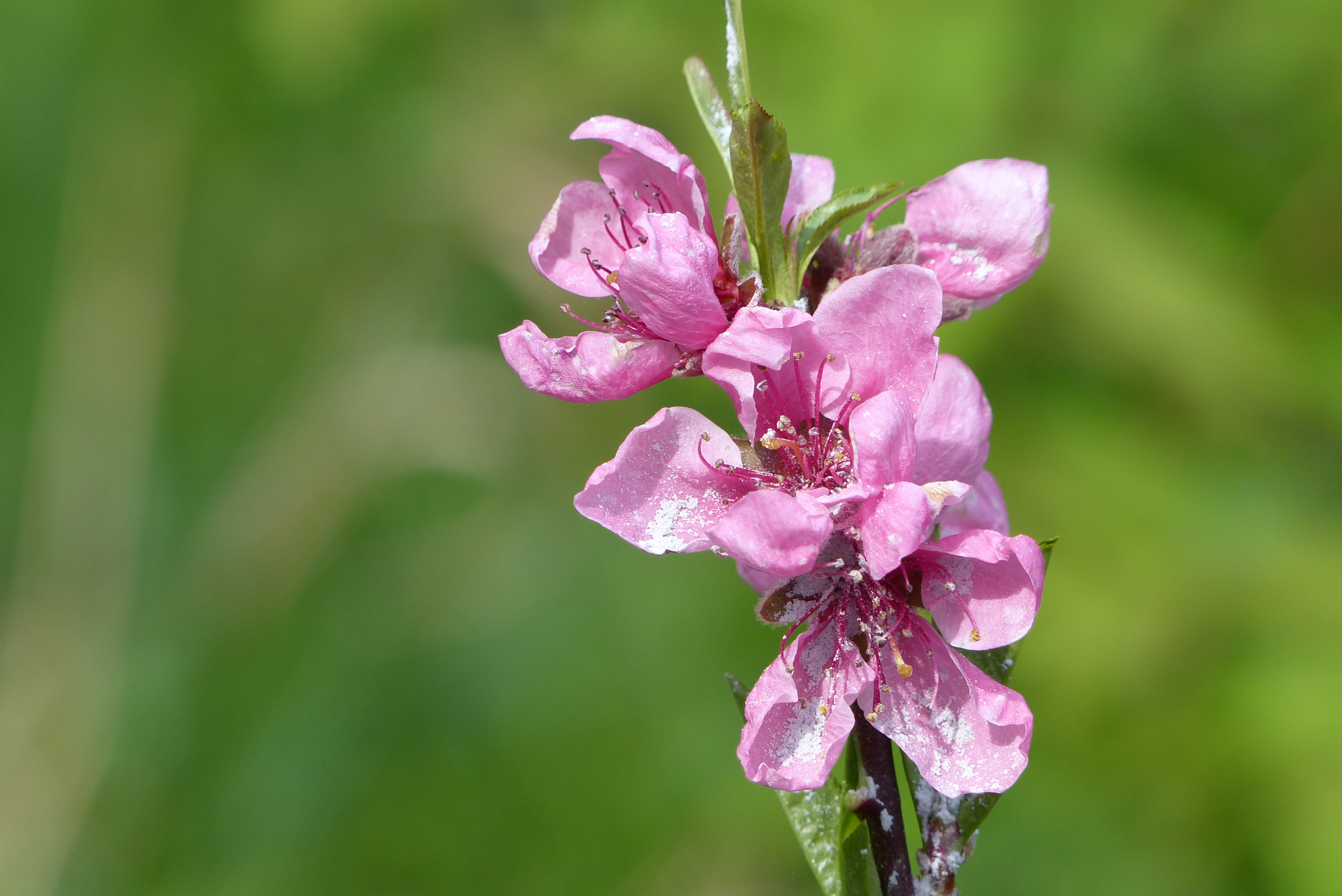 Pfirsich und Nektarine