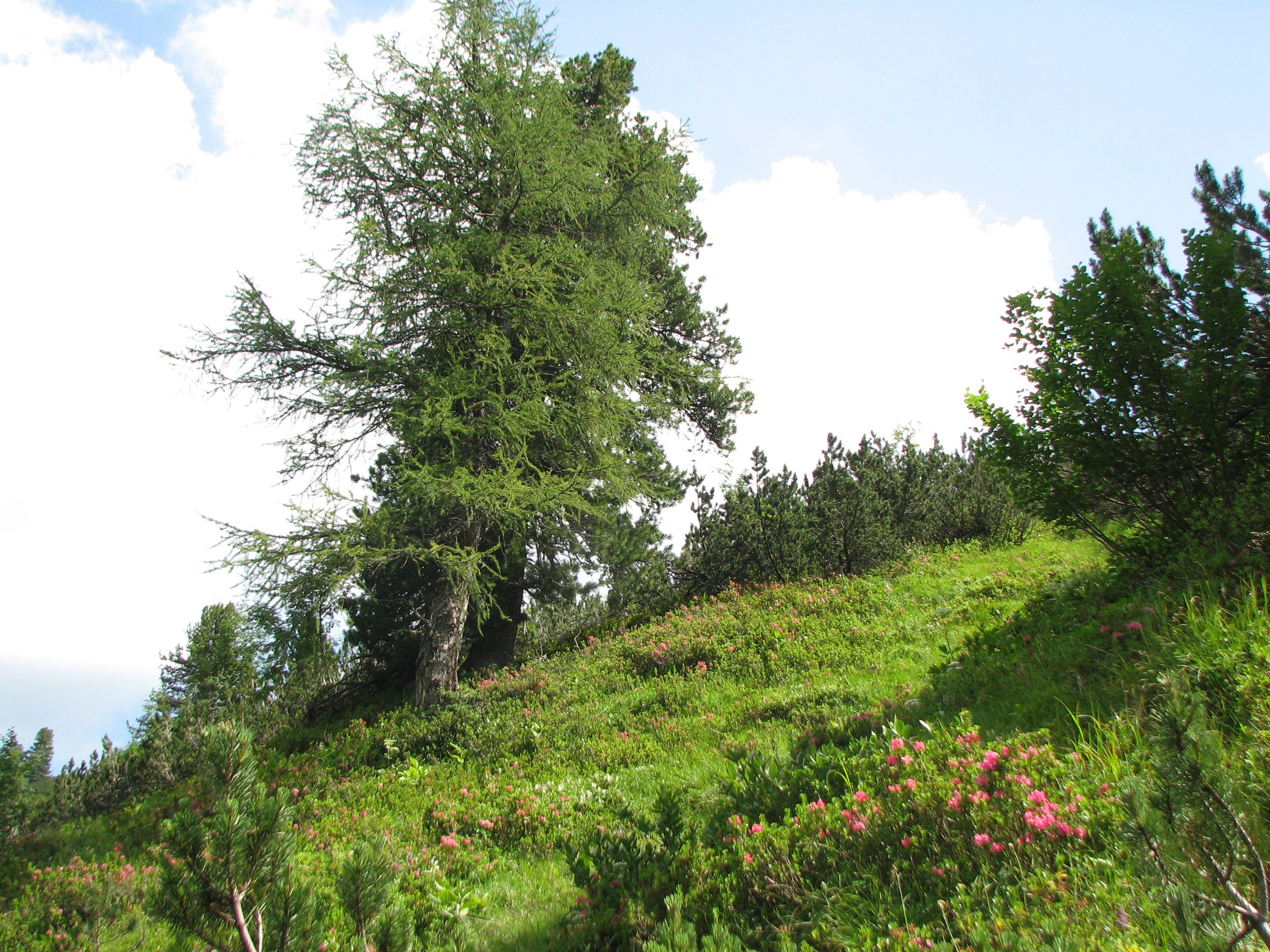 Europäische Lärche