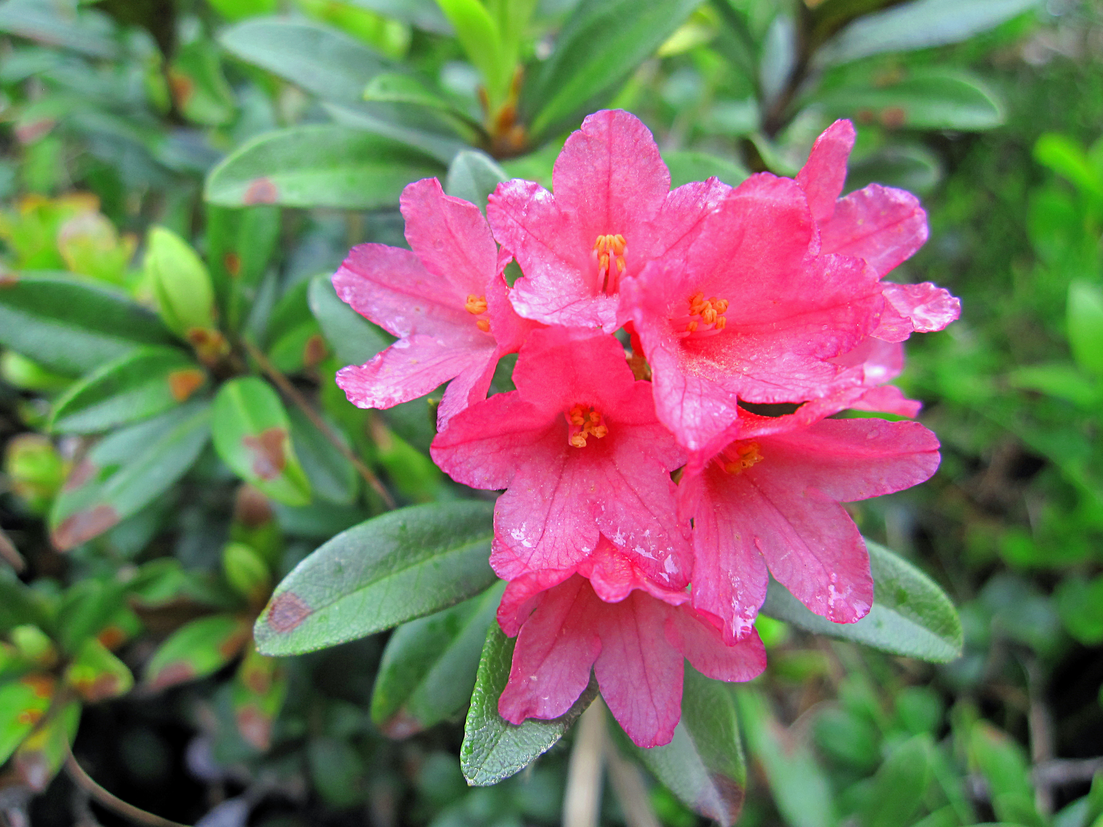 Rostblättrige Alpenrose